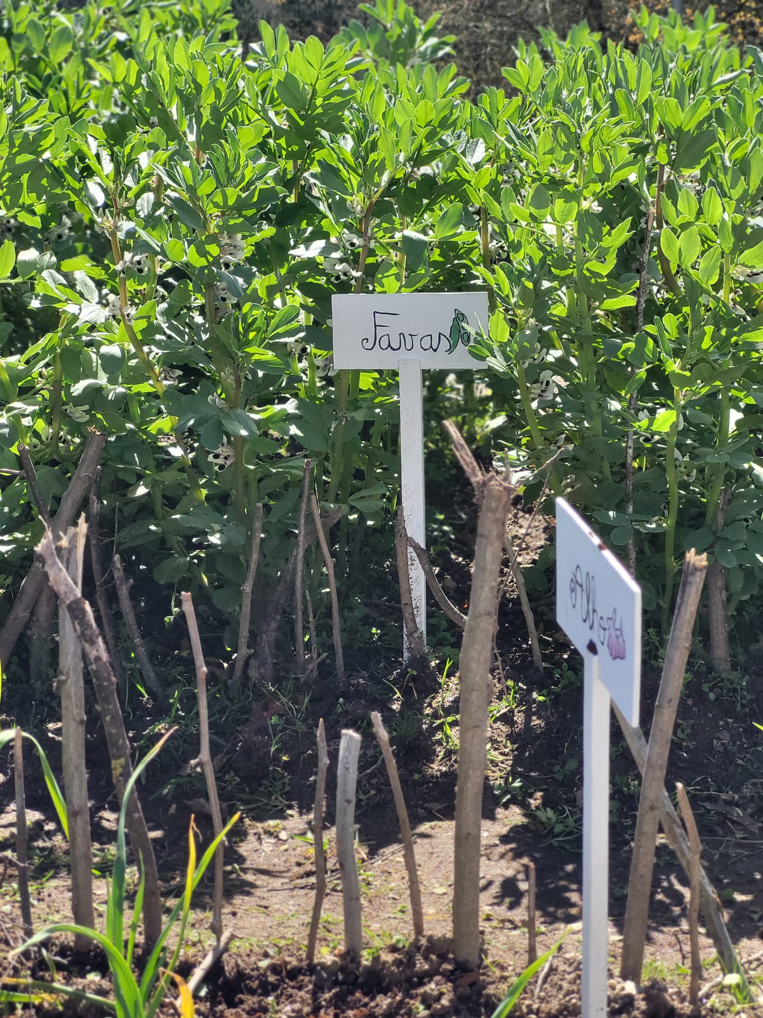 Placas da horta e hortícolas em desenvolvimento.