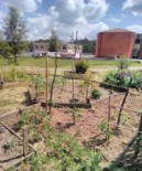 Aspeto da horta/jardim dos polinizadores, após plantio de tomateiros.
