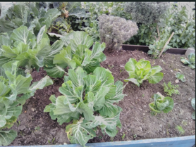 Aspeto do canteiro das couves e alfaces, plantadas em fevereiro.
