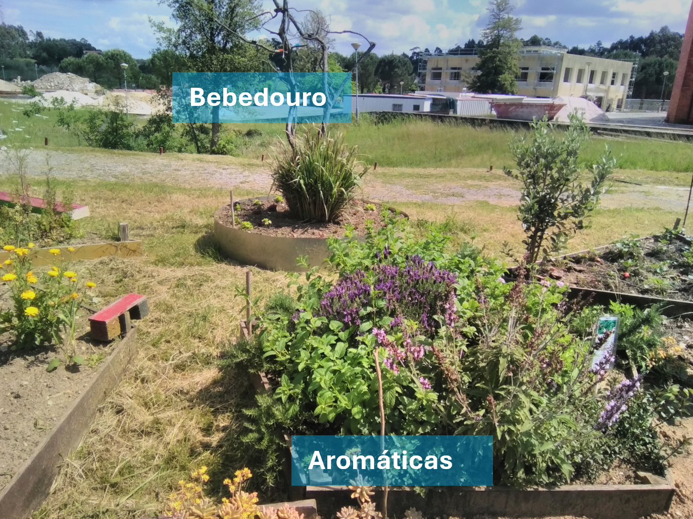 Aspeto geral da horta / jardim dos polinizadores - destaque para o canteiro das aromáticas