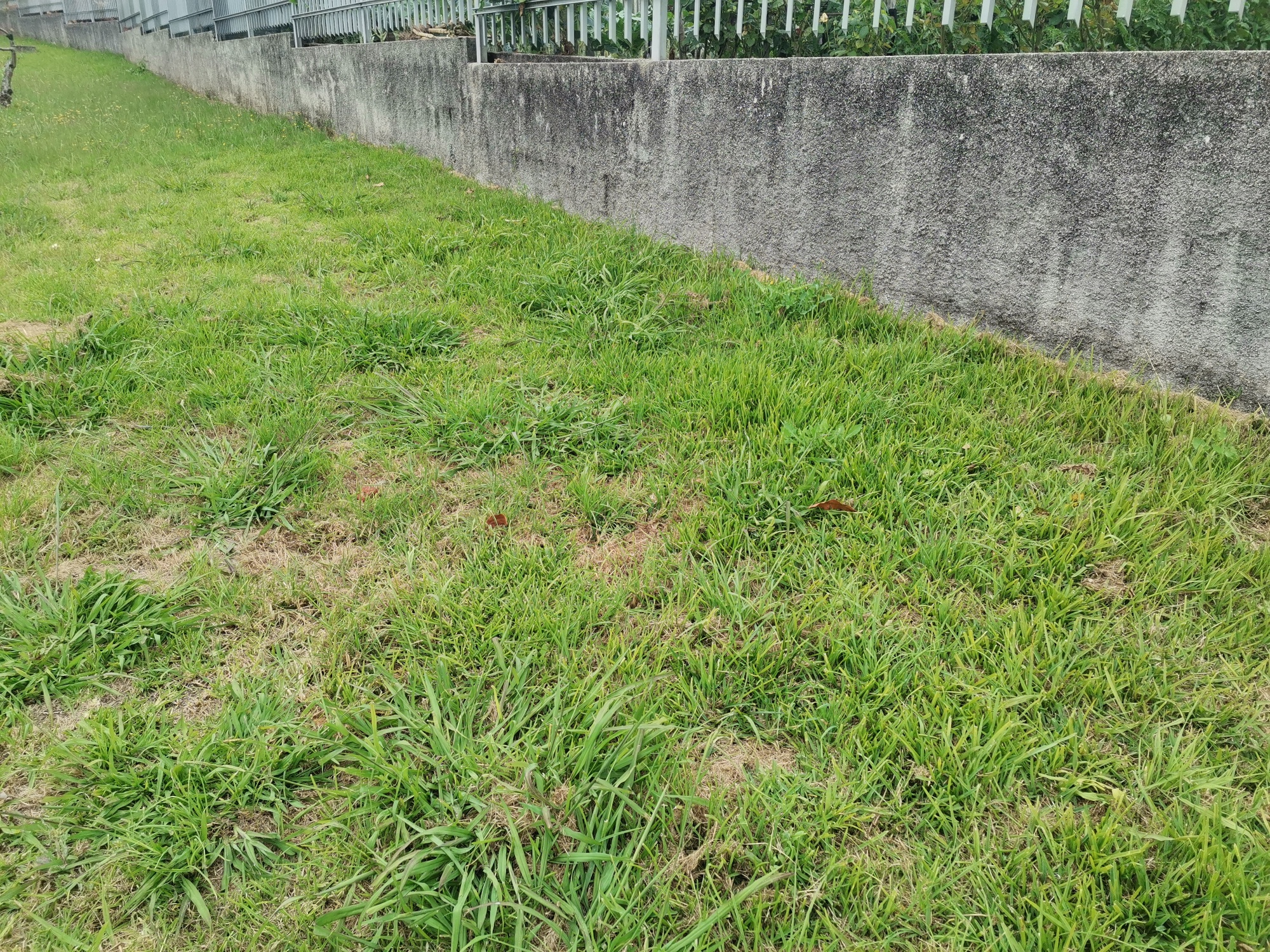 Espaço cedido para a horta. Preparação do espaço 1mês.