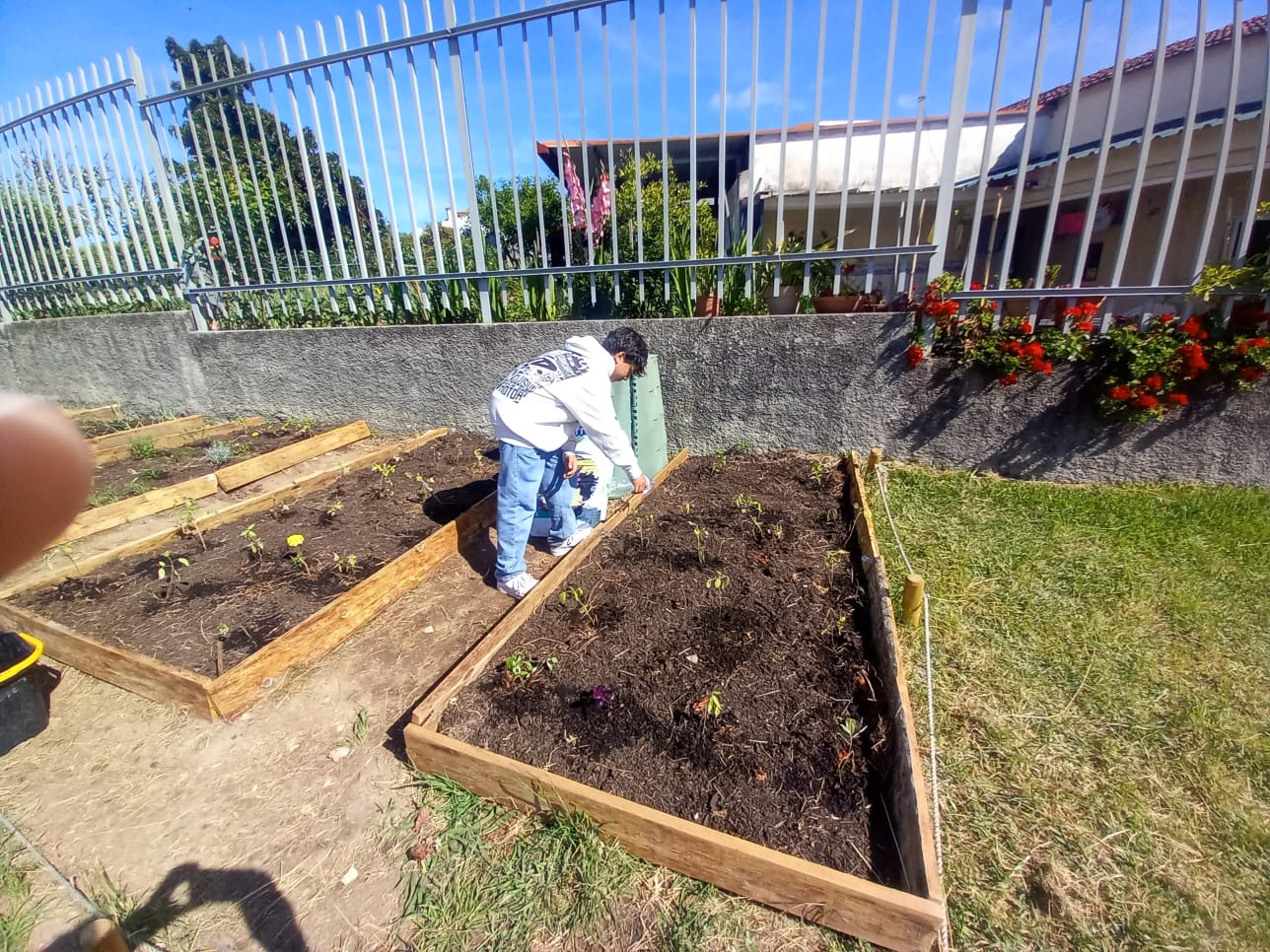 Plantação, rega e controlo de cobertura
