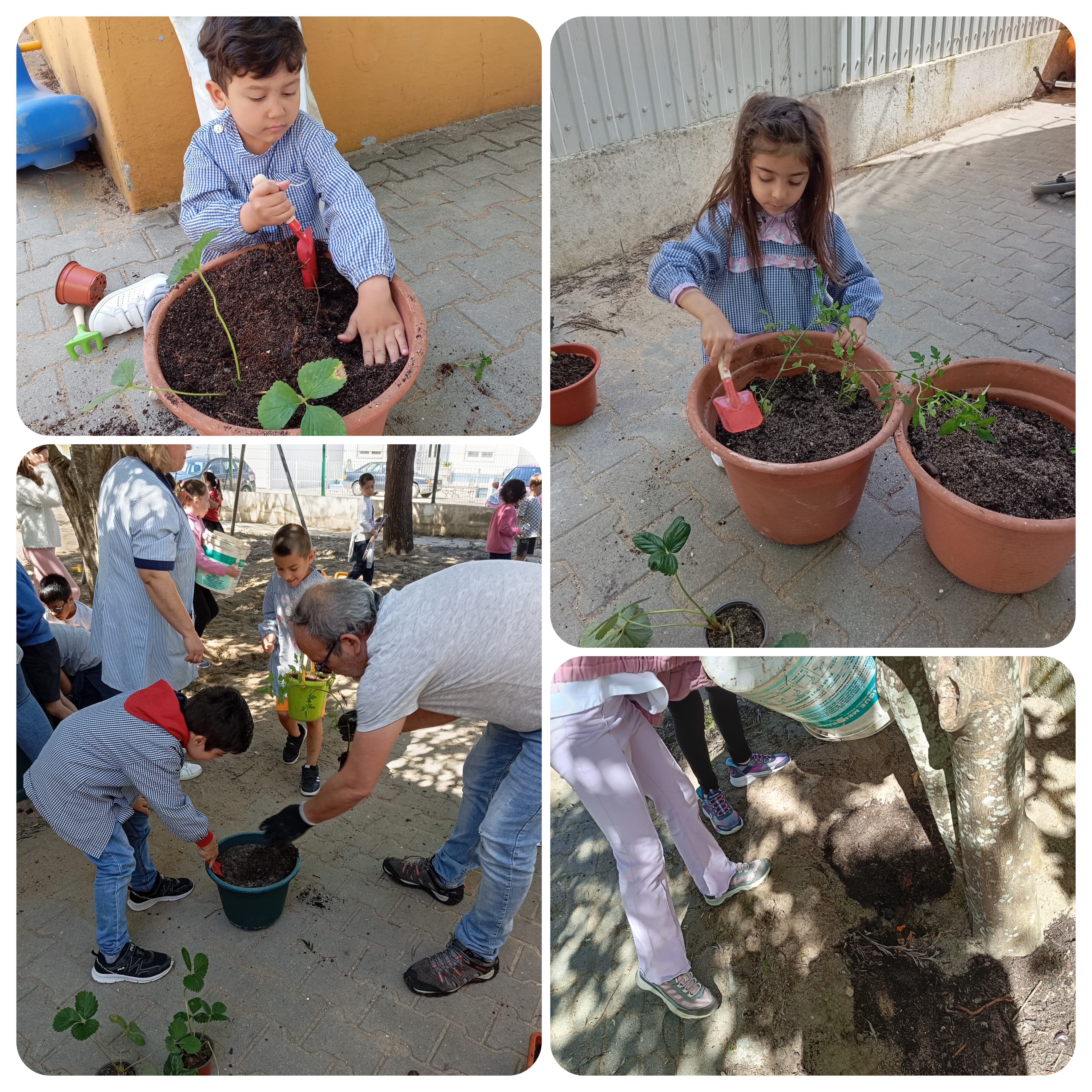 ´Preparação do solo, dos canteiros com fertilizante do compostor.