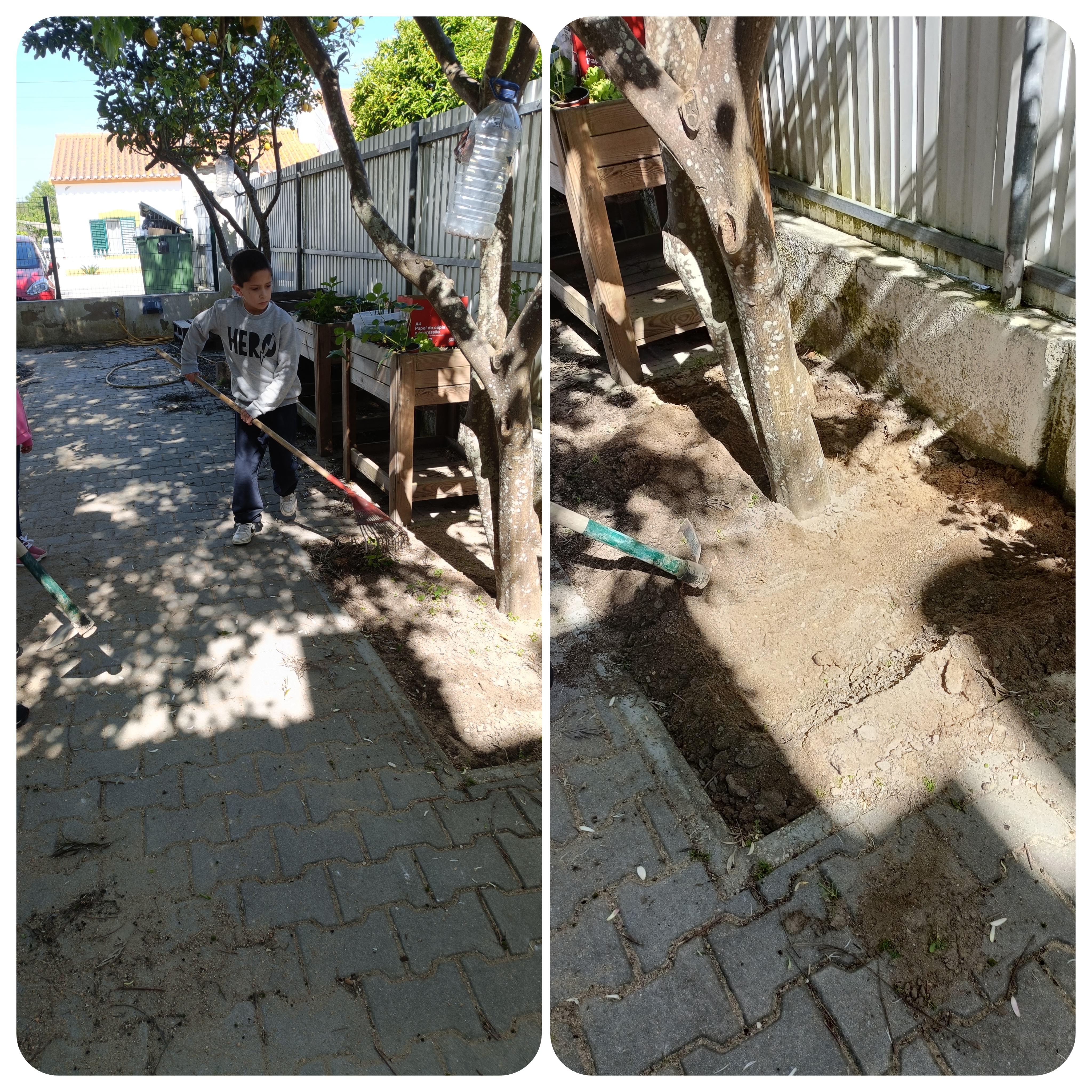 ´Preparação do solo, dos canteiros com fertilizante do compostor.
