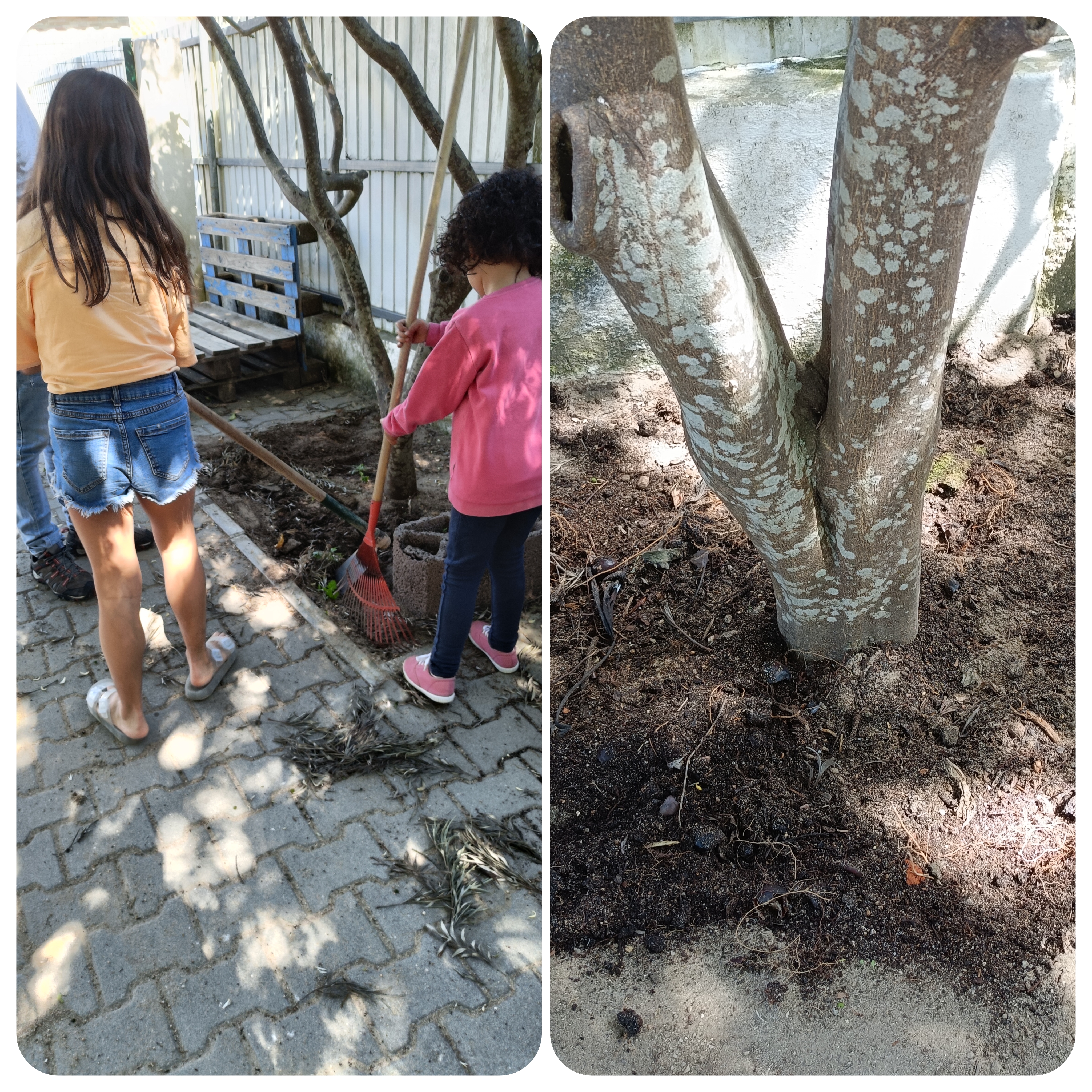 ´Preparação do solo, dos canteiros com fertilizante do compostor.