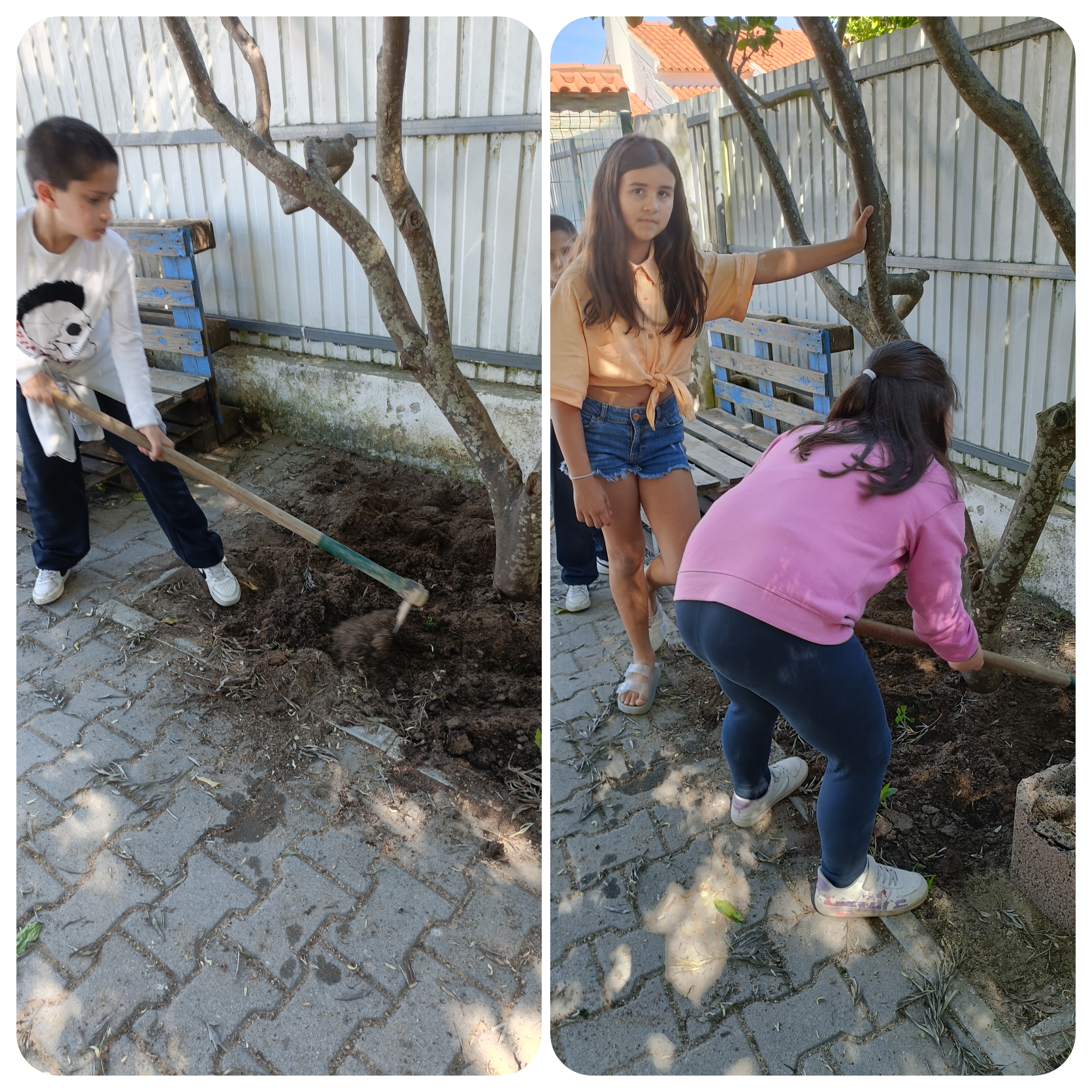 ´Preparação do solo, dos canteiros com fertilizante do compostor.