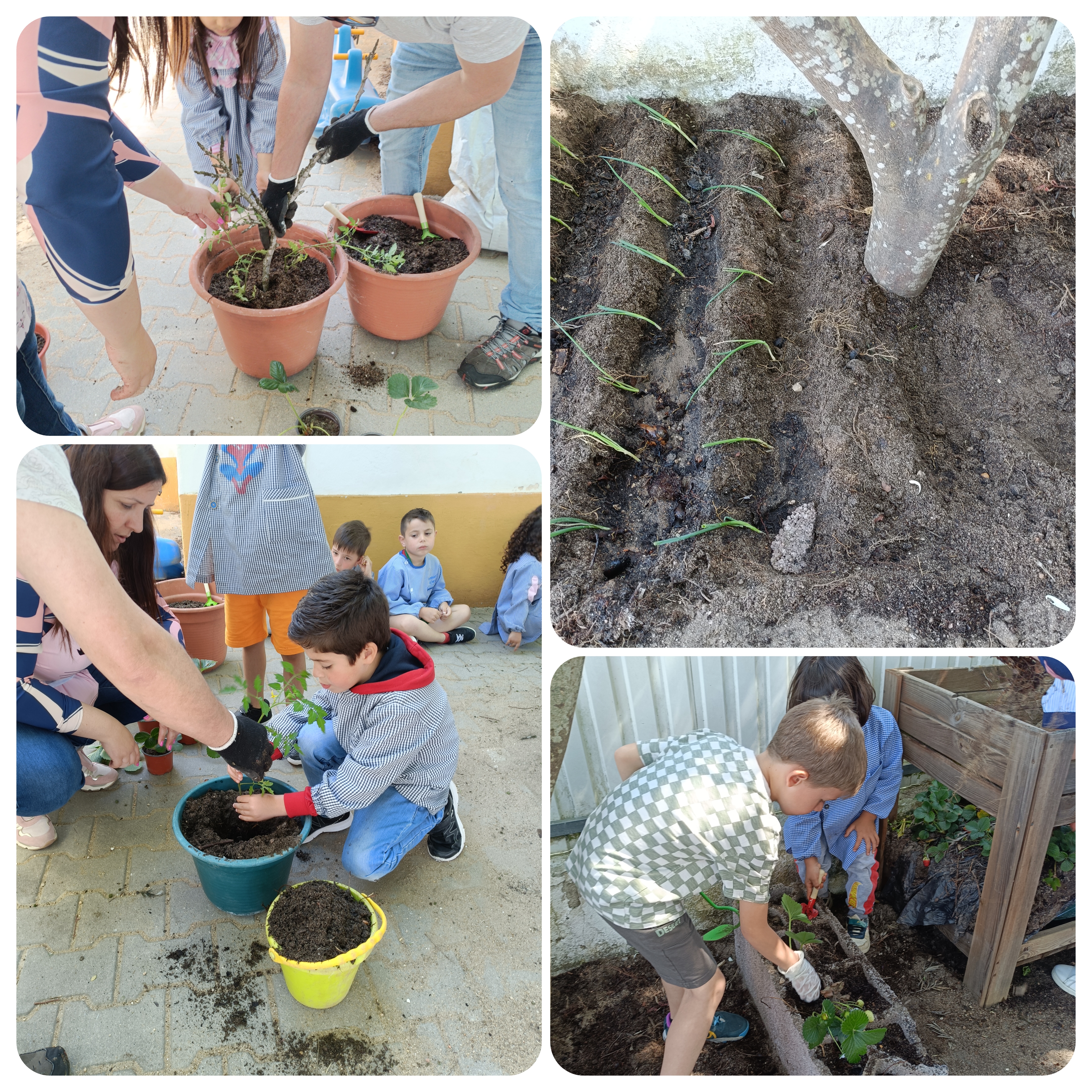 Plantação de plantas e algumas sementes.