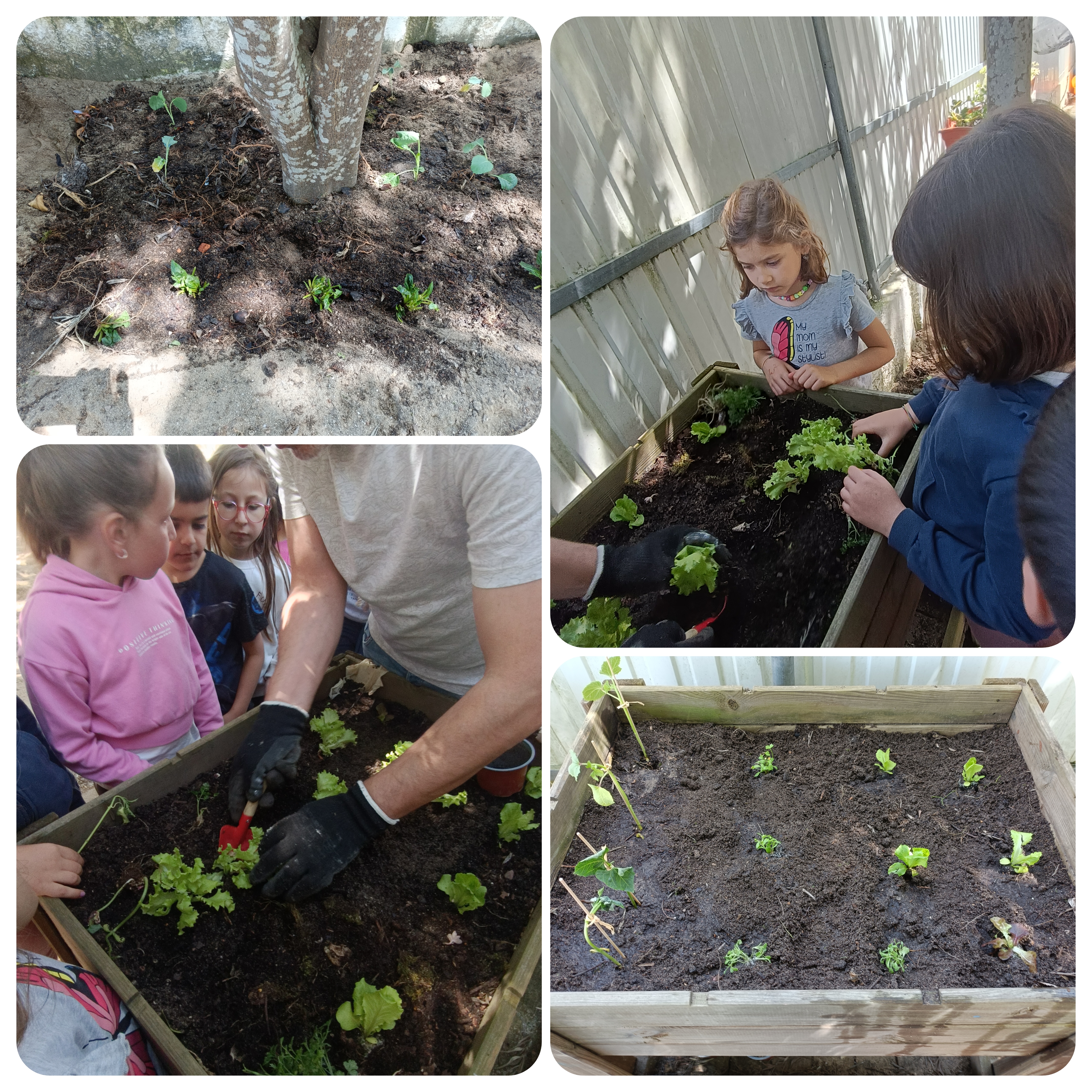Plantação de plantas e algumas sementes.