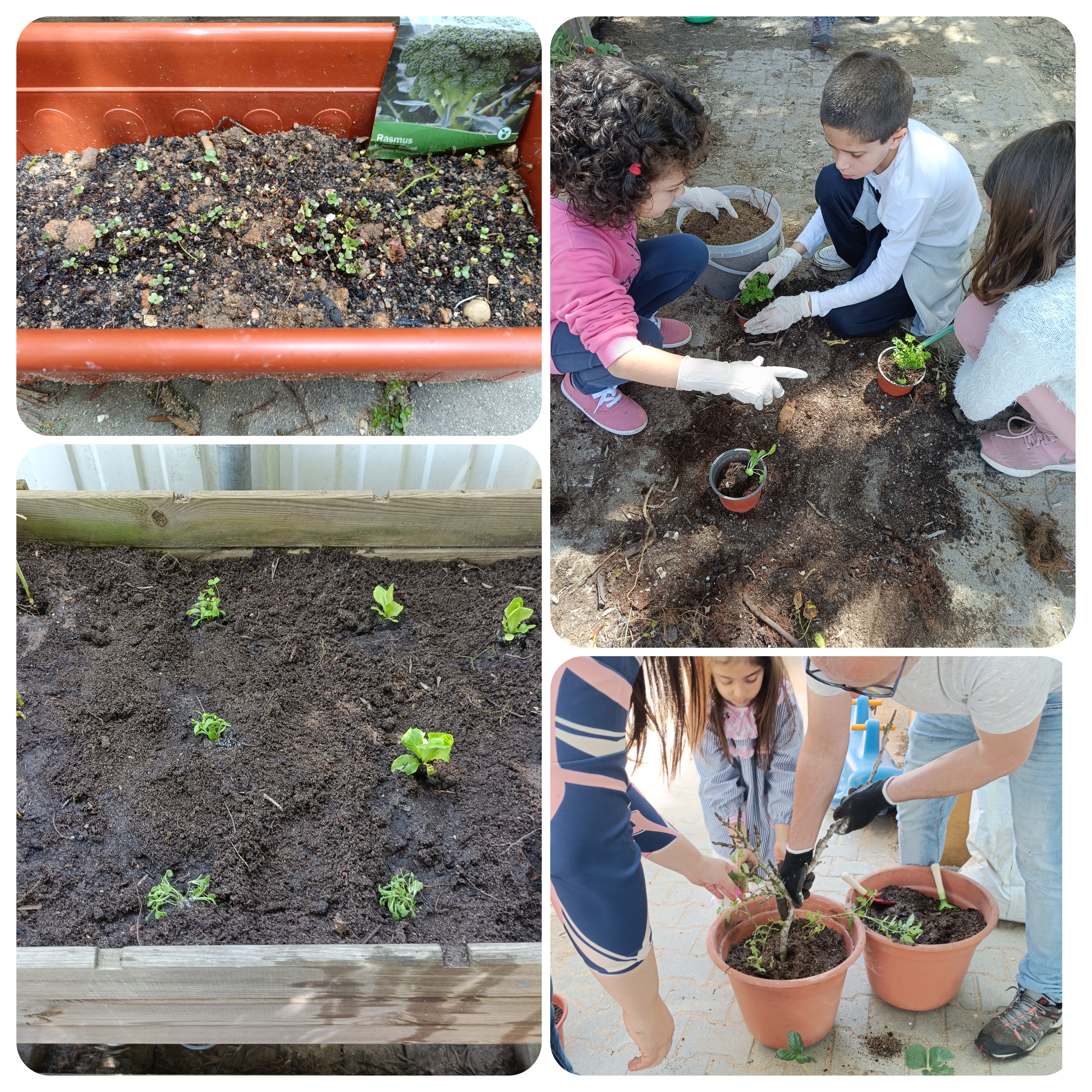 Plantação de plantas e algumas sementes.