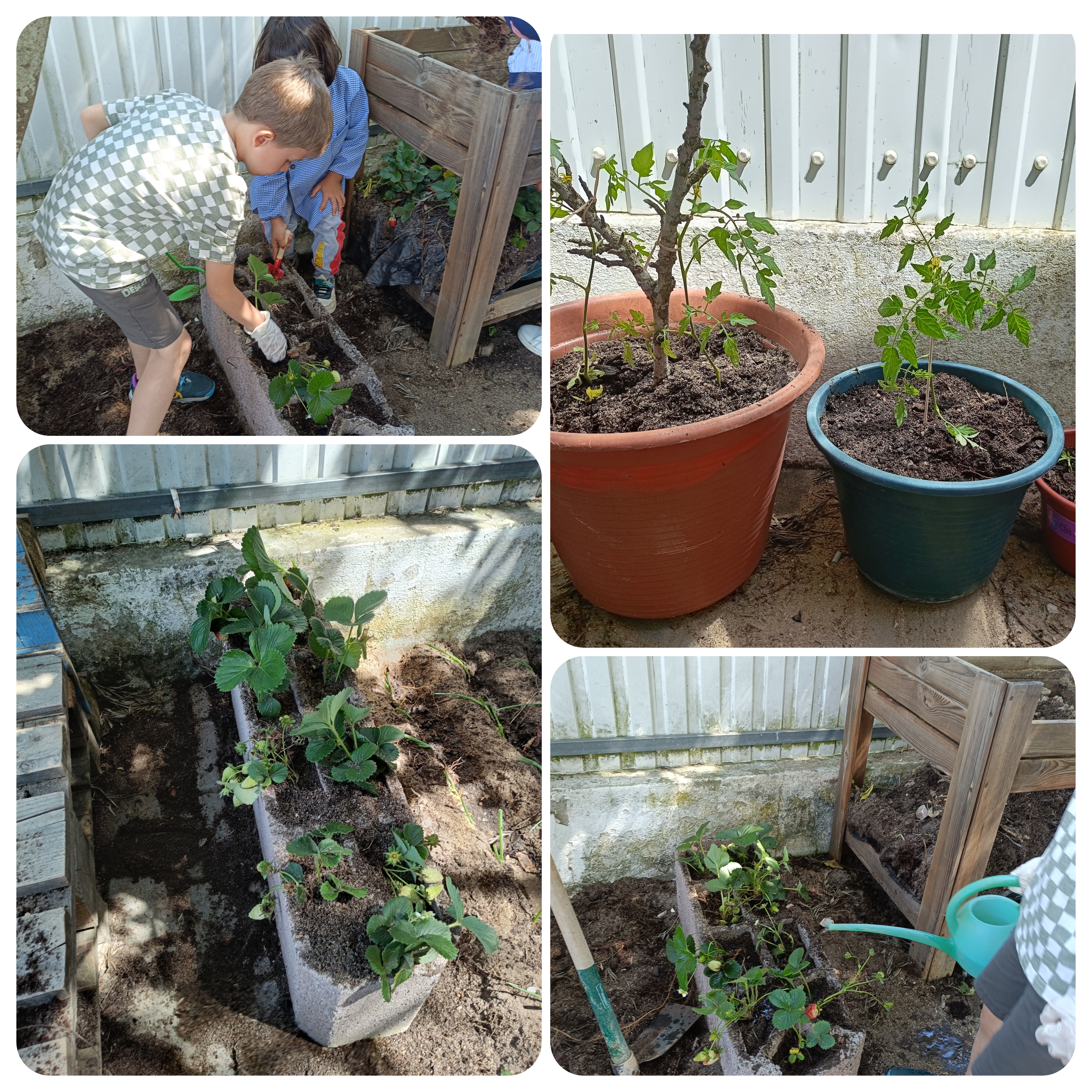 Plantação de plantas e algumas sementes.