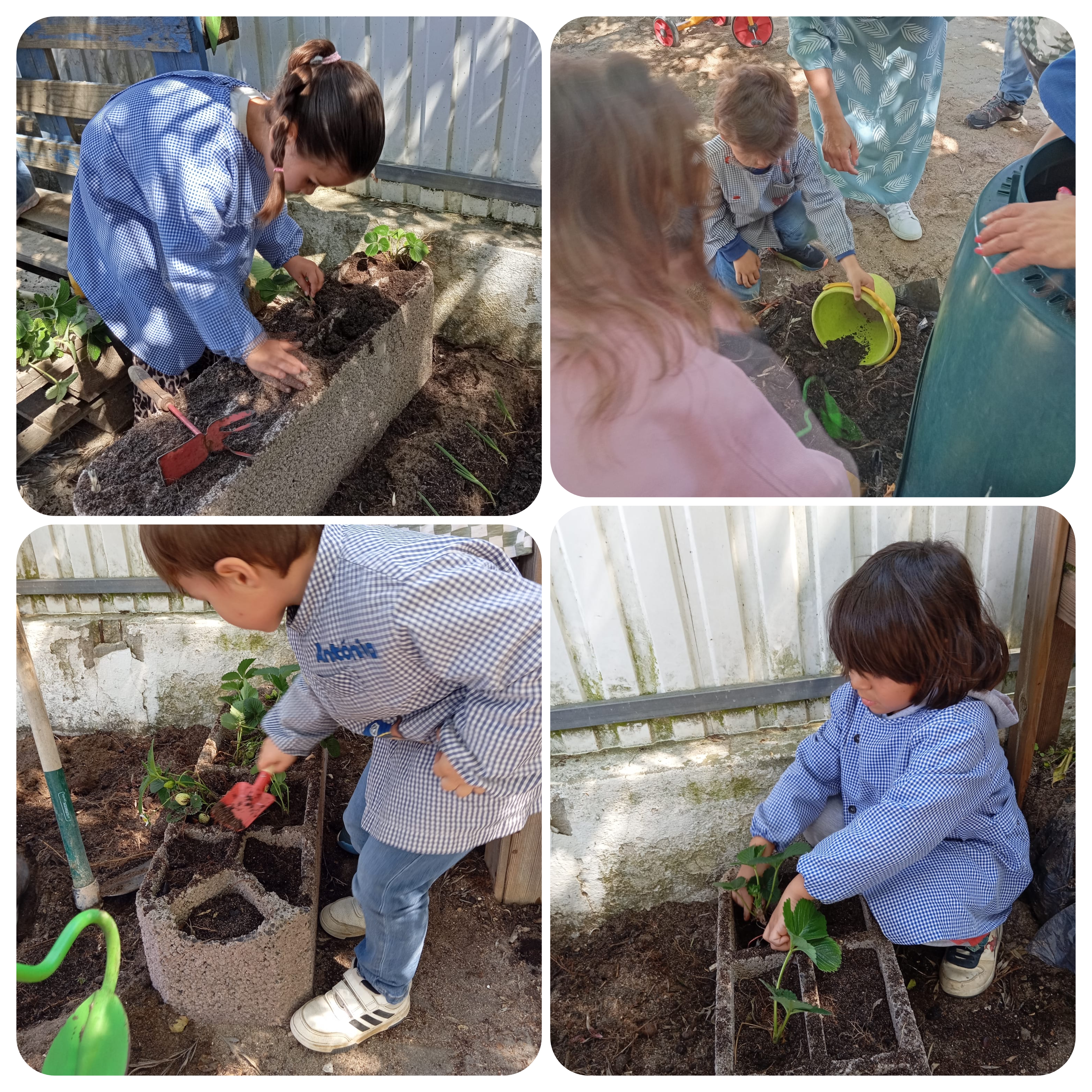 Plantação de plantas e algumas sementes.