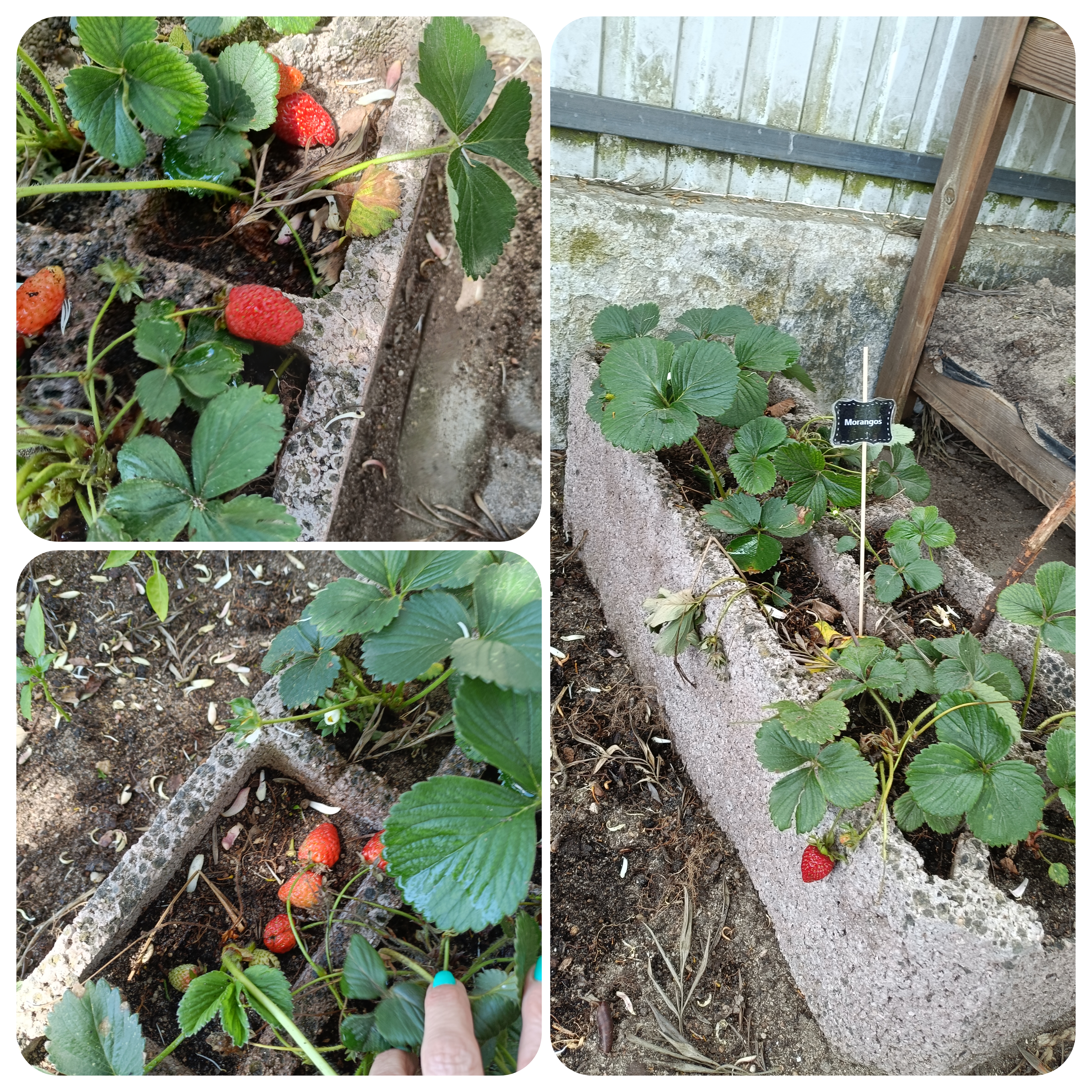 Crescimento das plantas, algumas já com fruto.