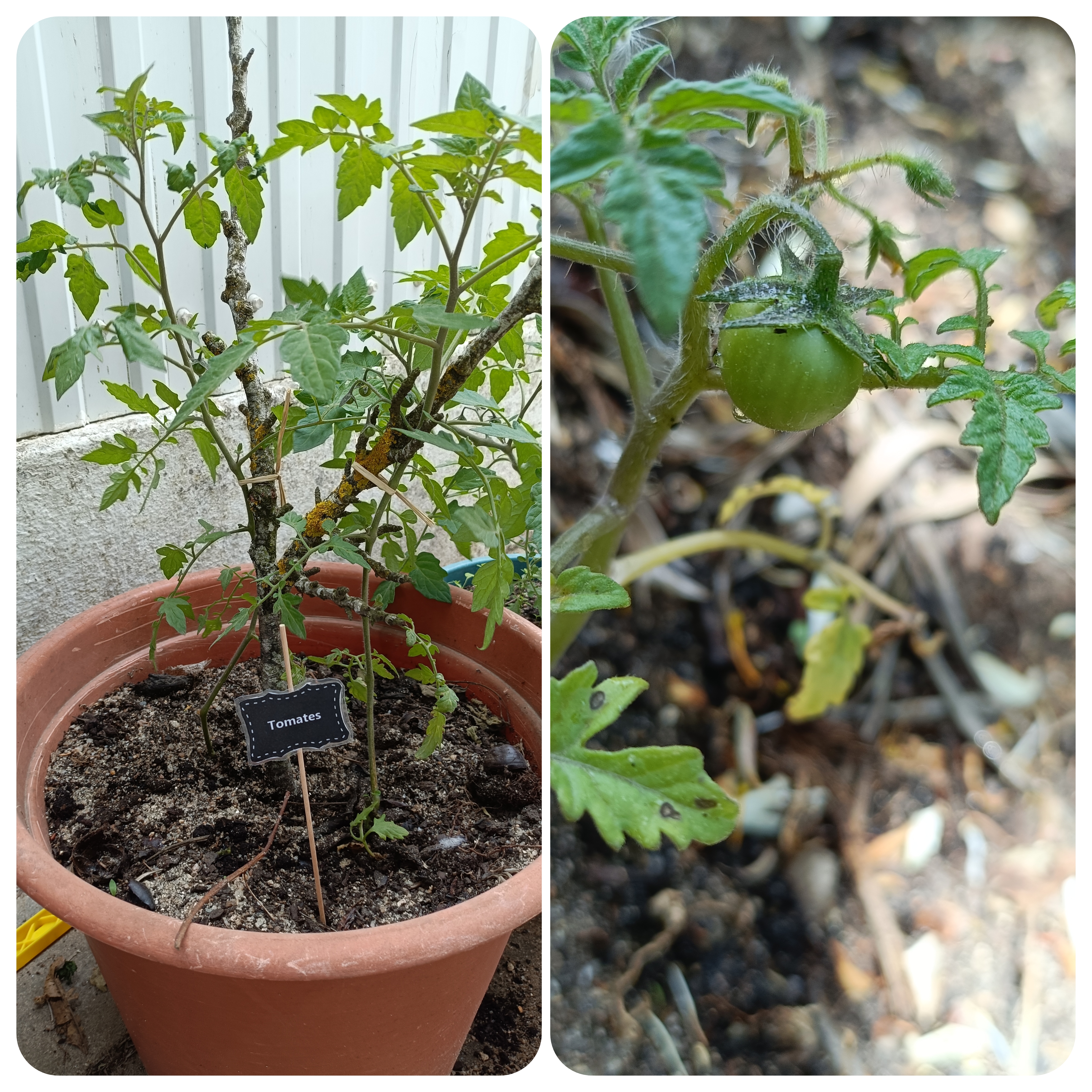 Crescimento das plantas, algumas já com fruto.