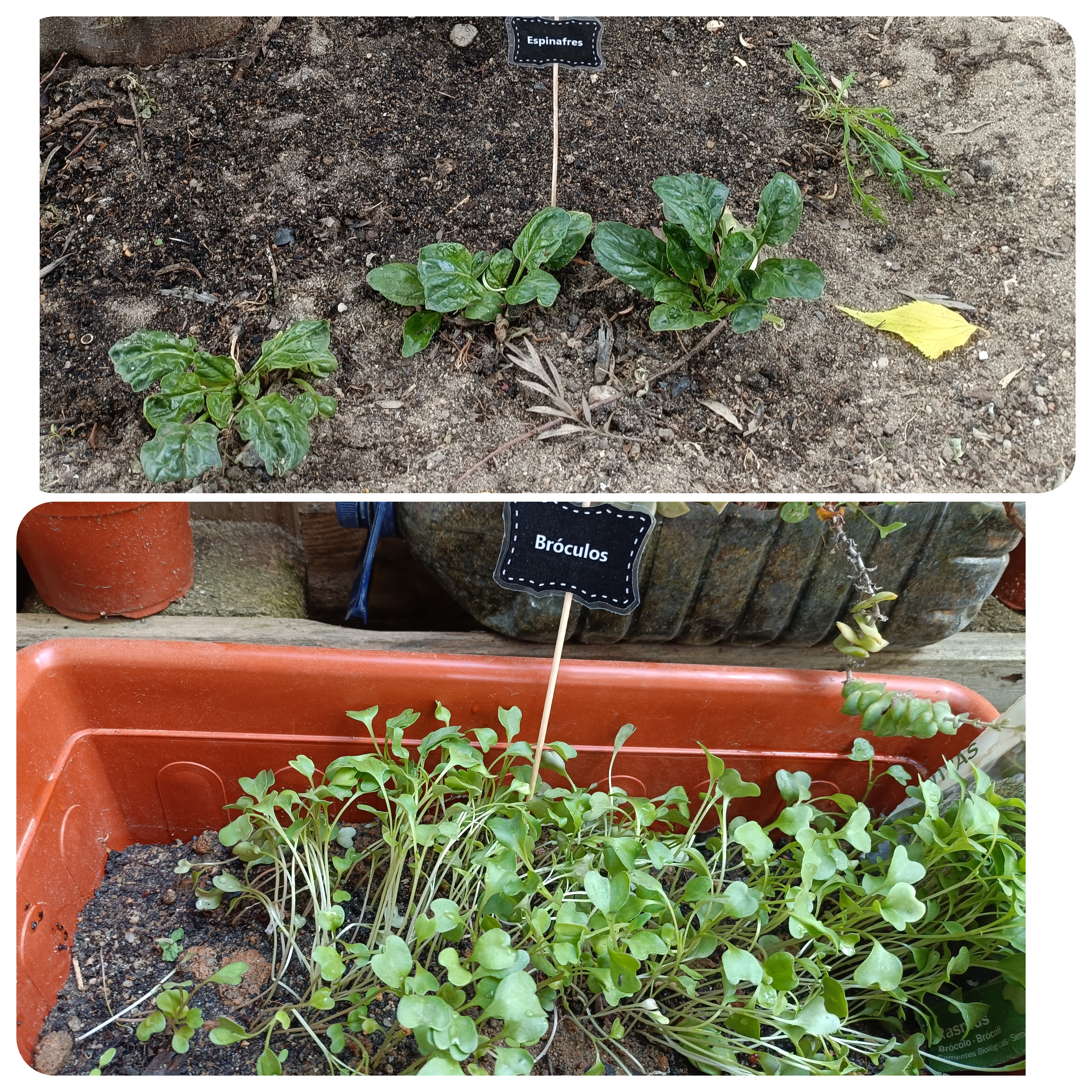 Crescimento das plantas, algumas já com fruto.