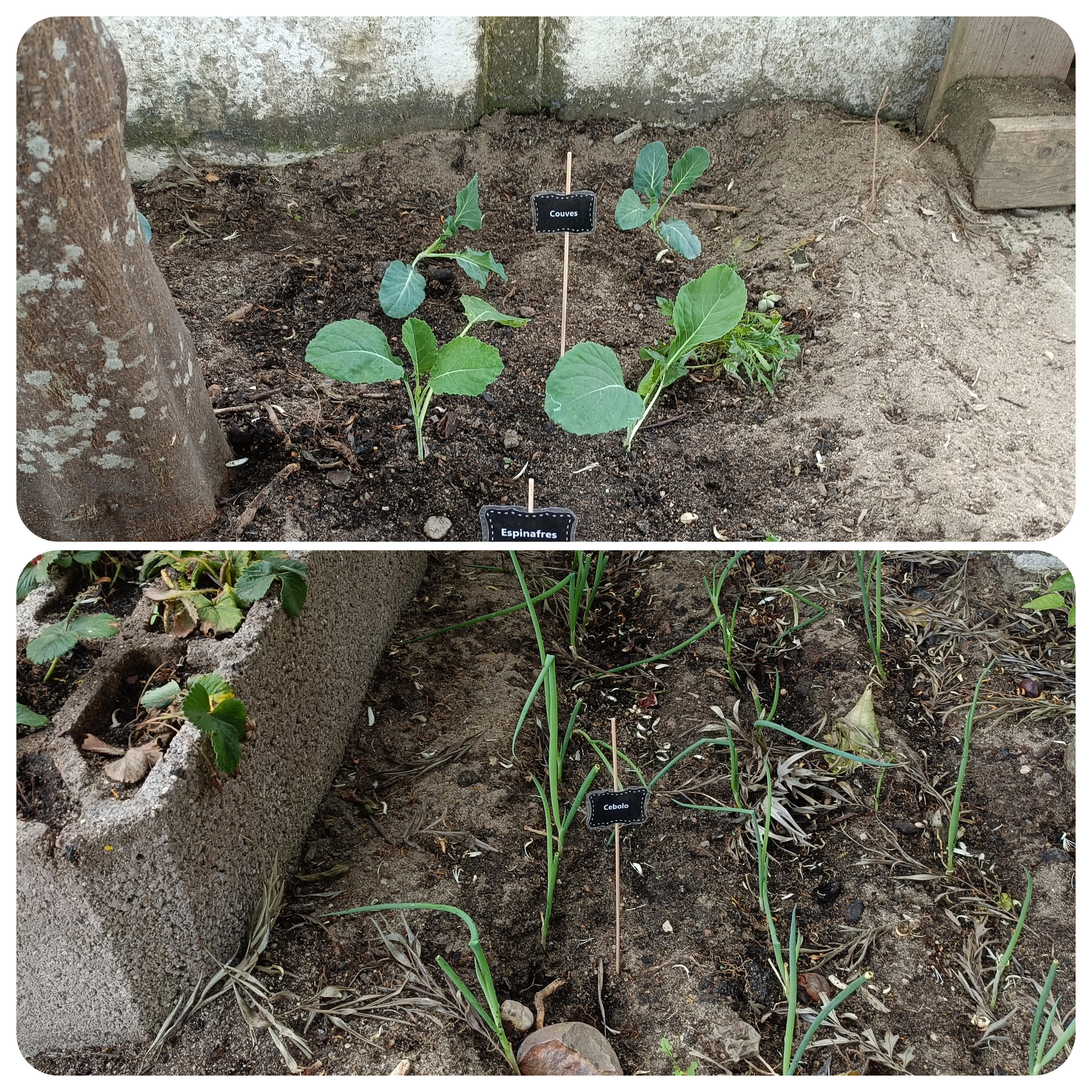 Crescimento das plantas, algumas já com fruto.