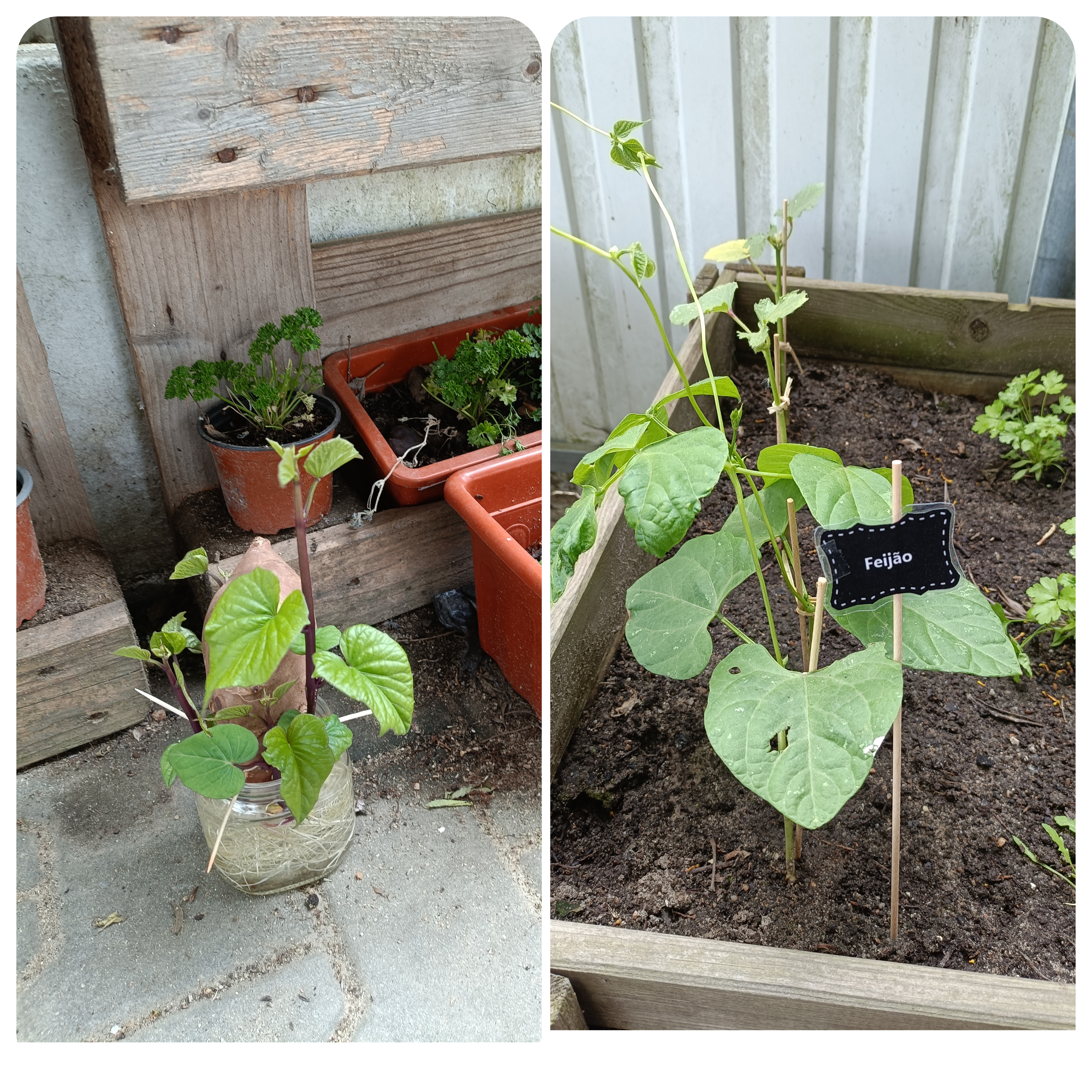 Crescimento das plantas, algumas já com fruto.