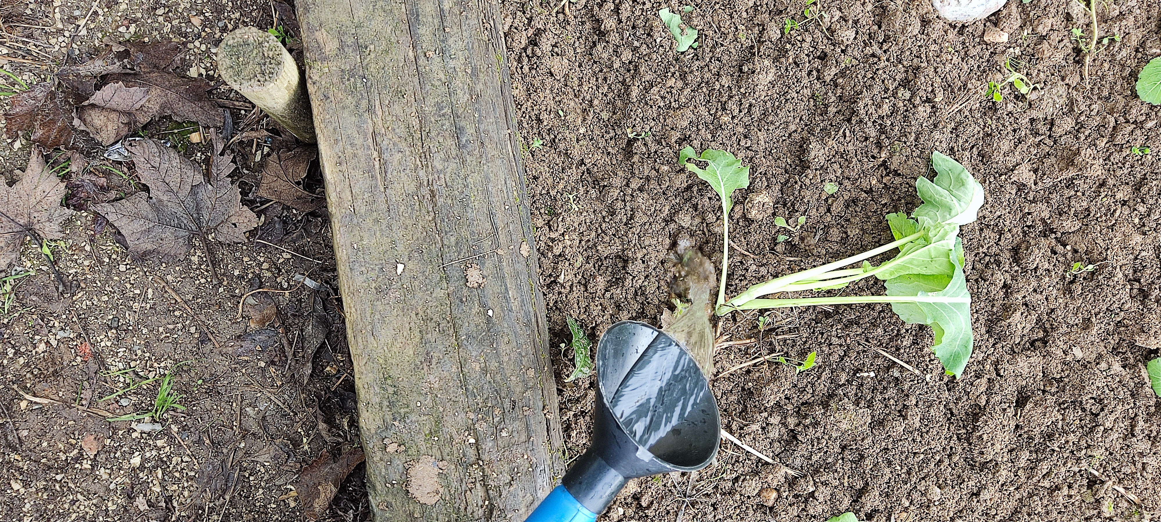 Plantar as couves e alfaces.
Regar