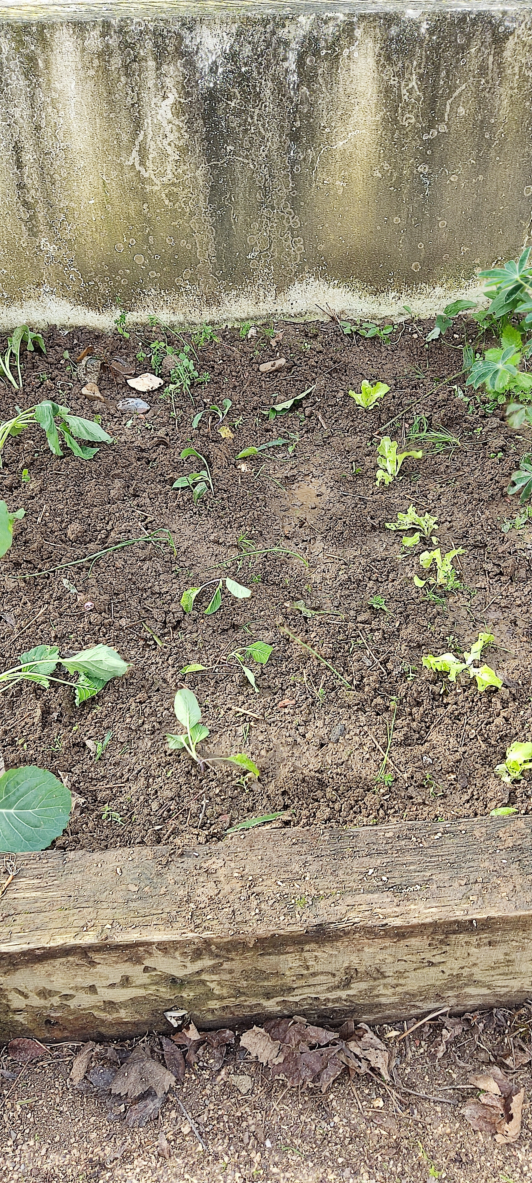 O canteiro com as plantas.