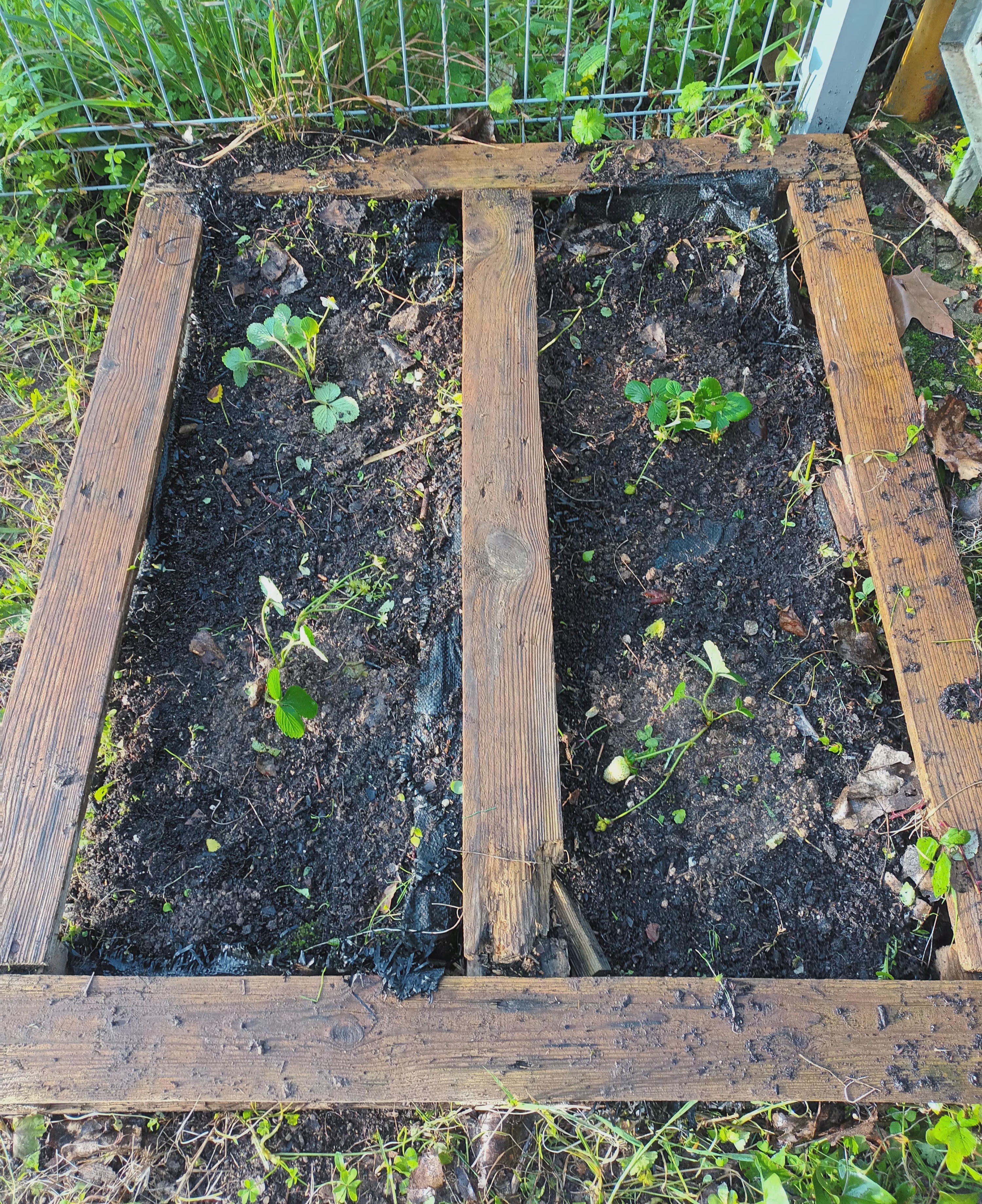 Plantação de morangueiros