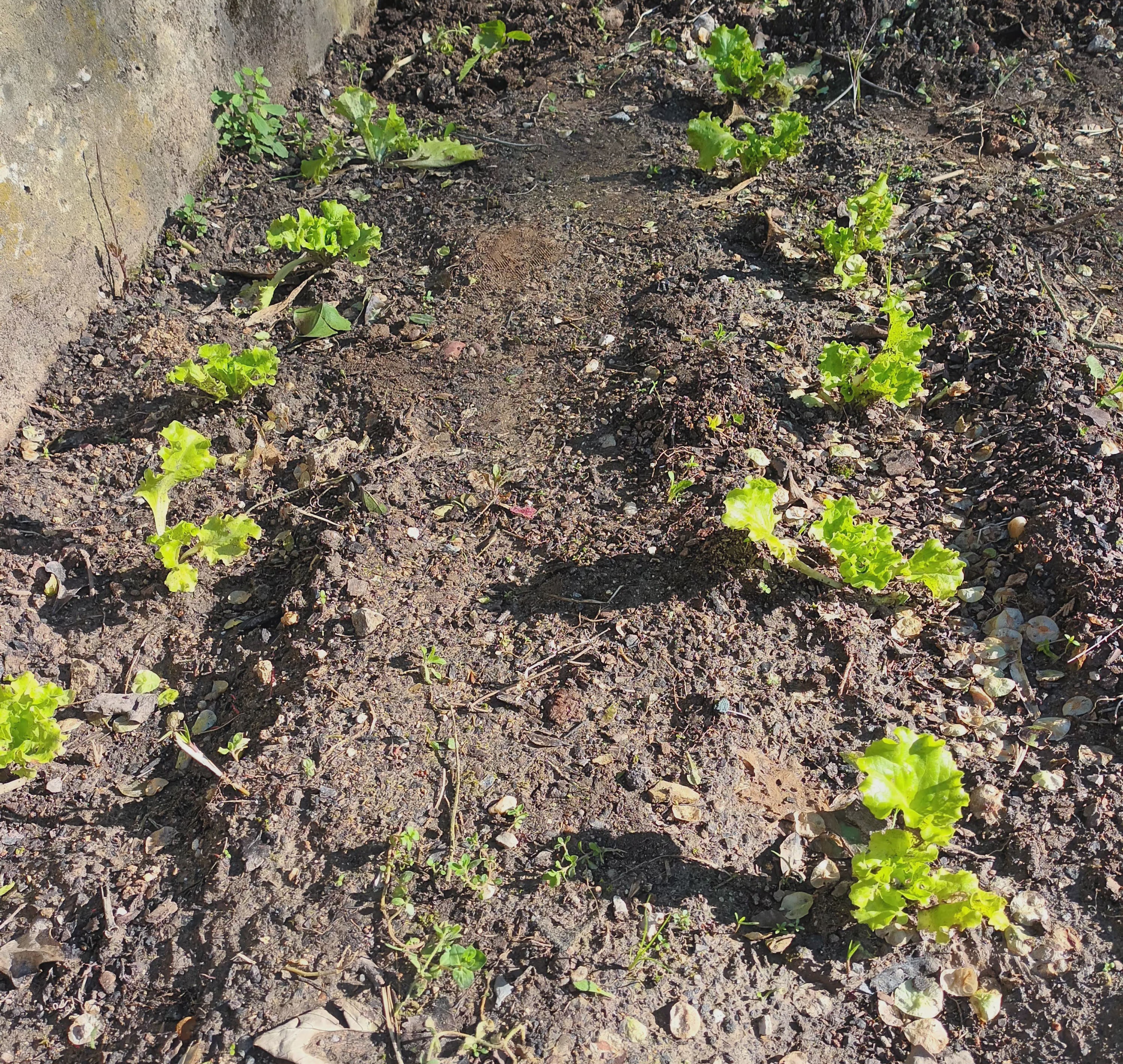 Plantação de alfaces