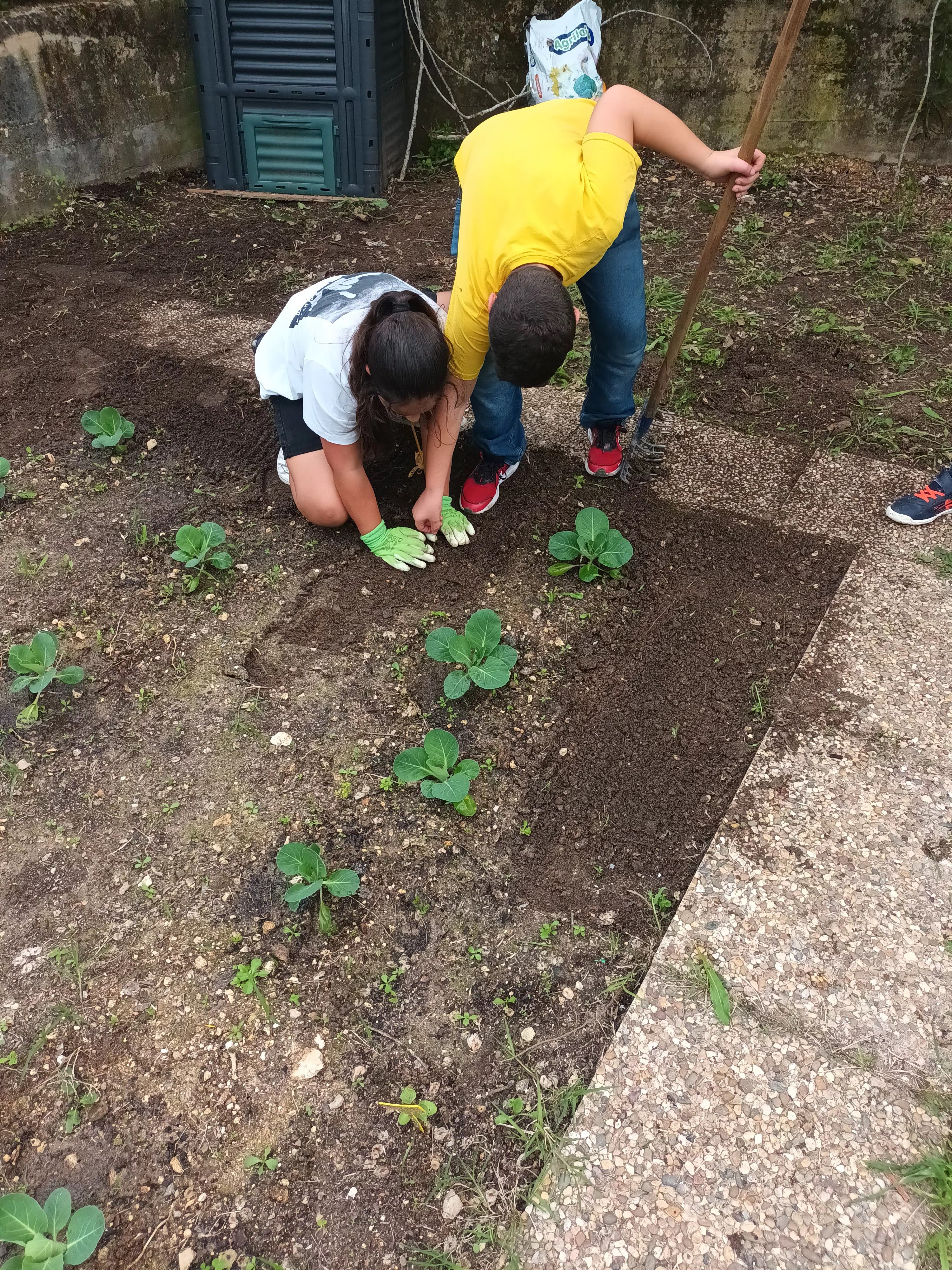 Limpeza das ervas daninhas