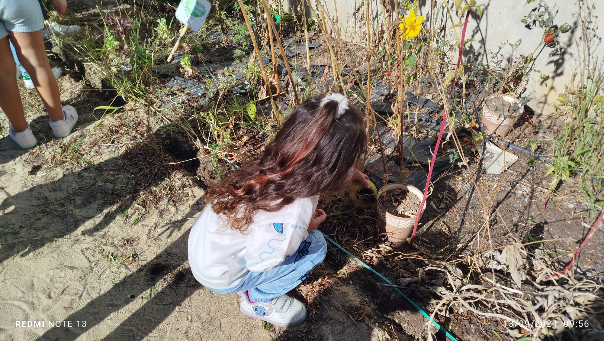 Recuperando a terra dos vasos com plantas secas.