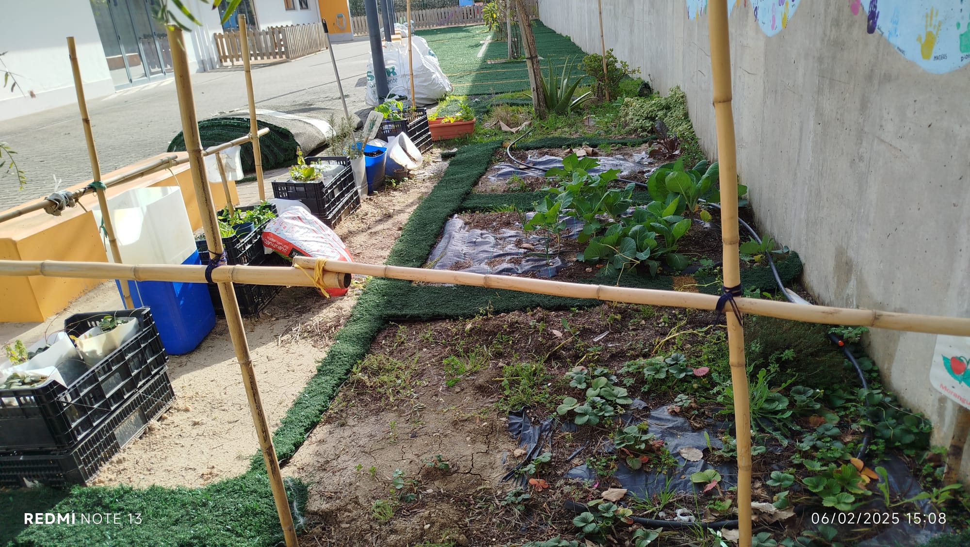 Plantamos e vamos vendo crescer.