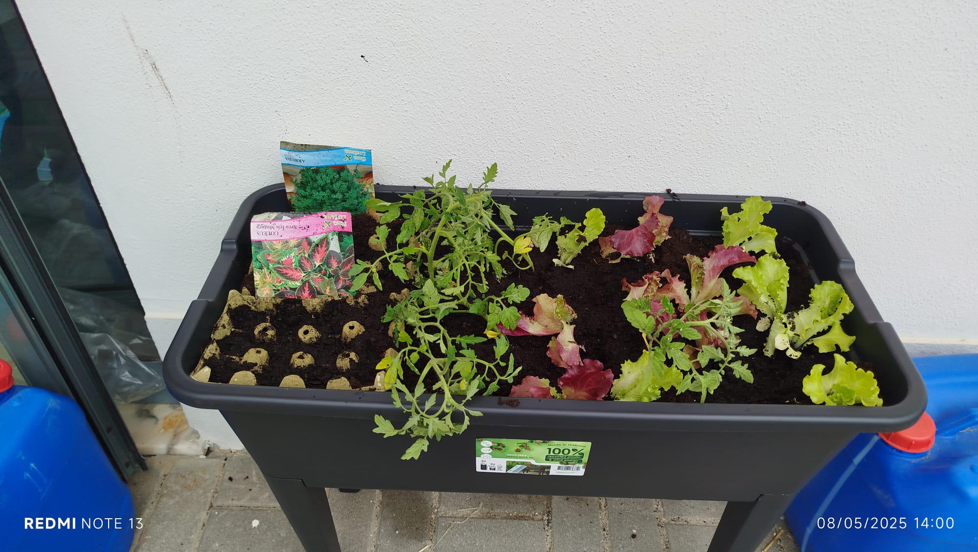 Deixamos os tomates e as alfaces crescerem para depois transplantarmos para o chão.