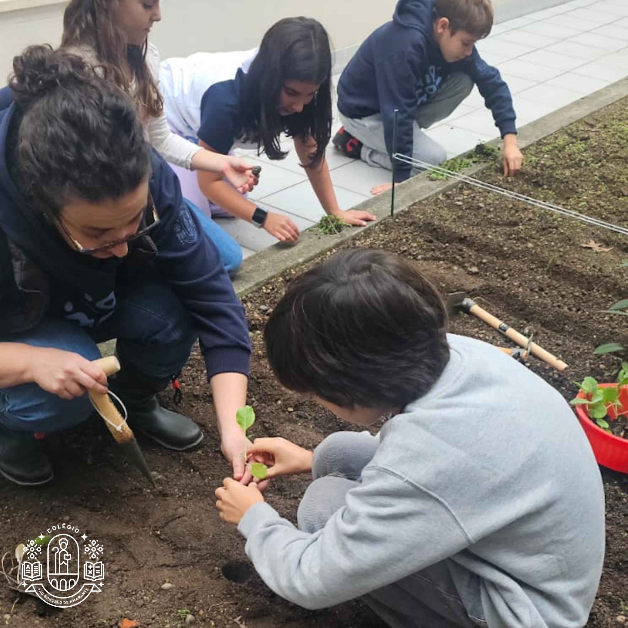 Transplantação dos exemplares de Couve-galega (Brassica oleracea) para o concurso "A minha couve é maior que a tua".