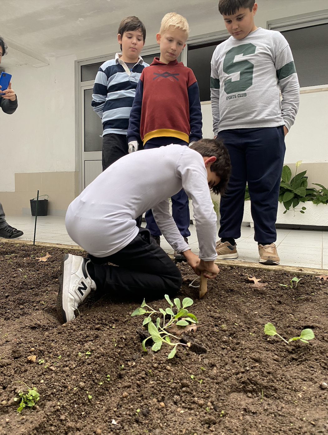 Plantação de Favas como cultura de reforço entre as couves.
