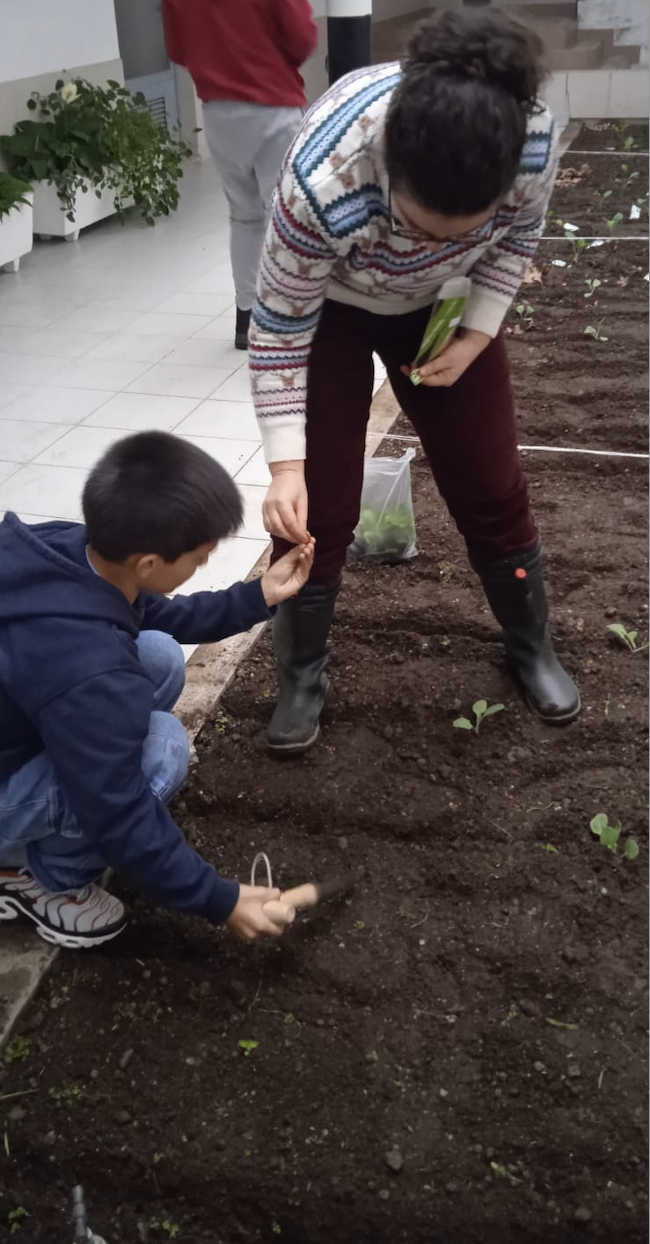 Plantação de favas