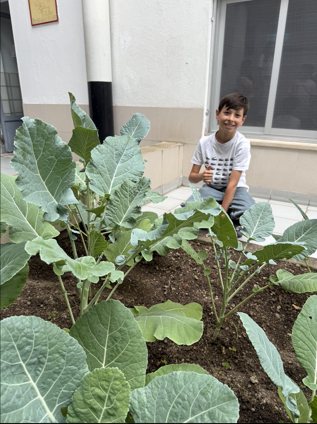 Afonso - o aluno com a Brassica mais alta.