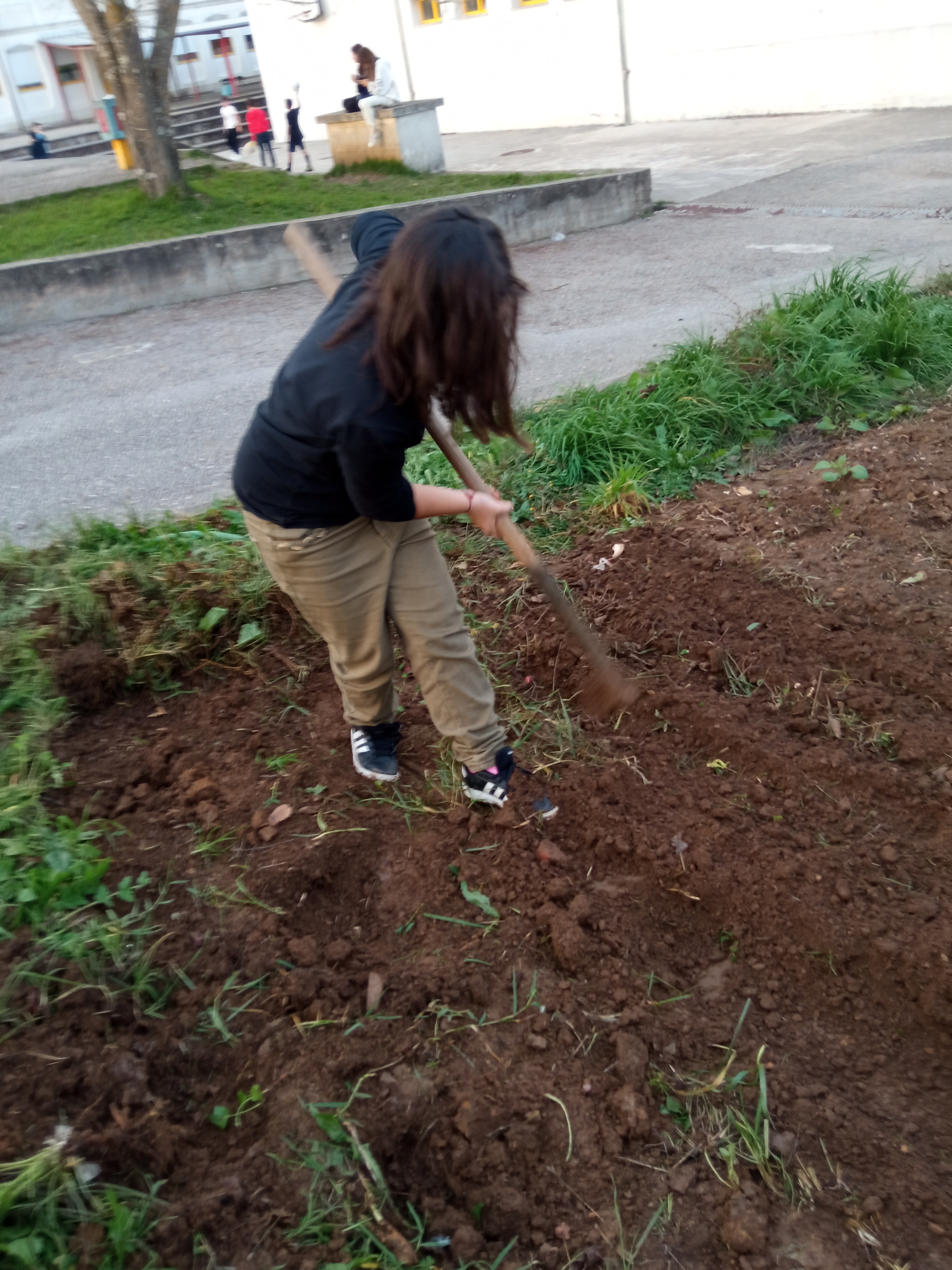 Feitura de regos na sementeira das favas