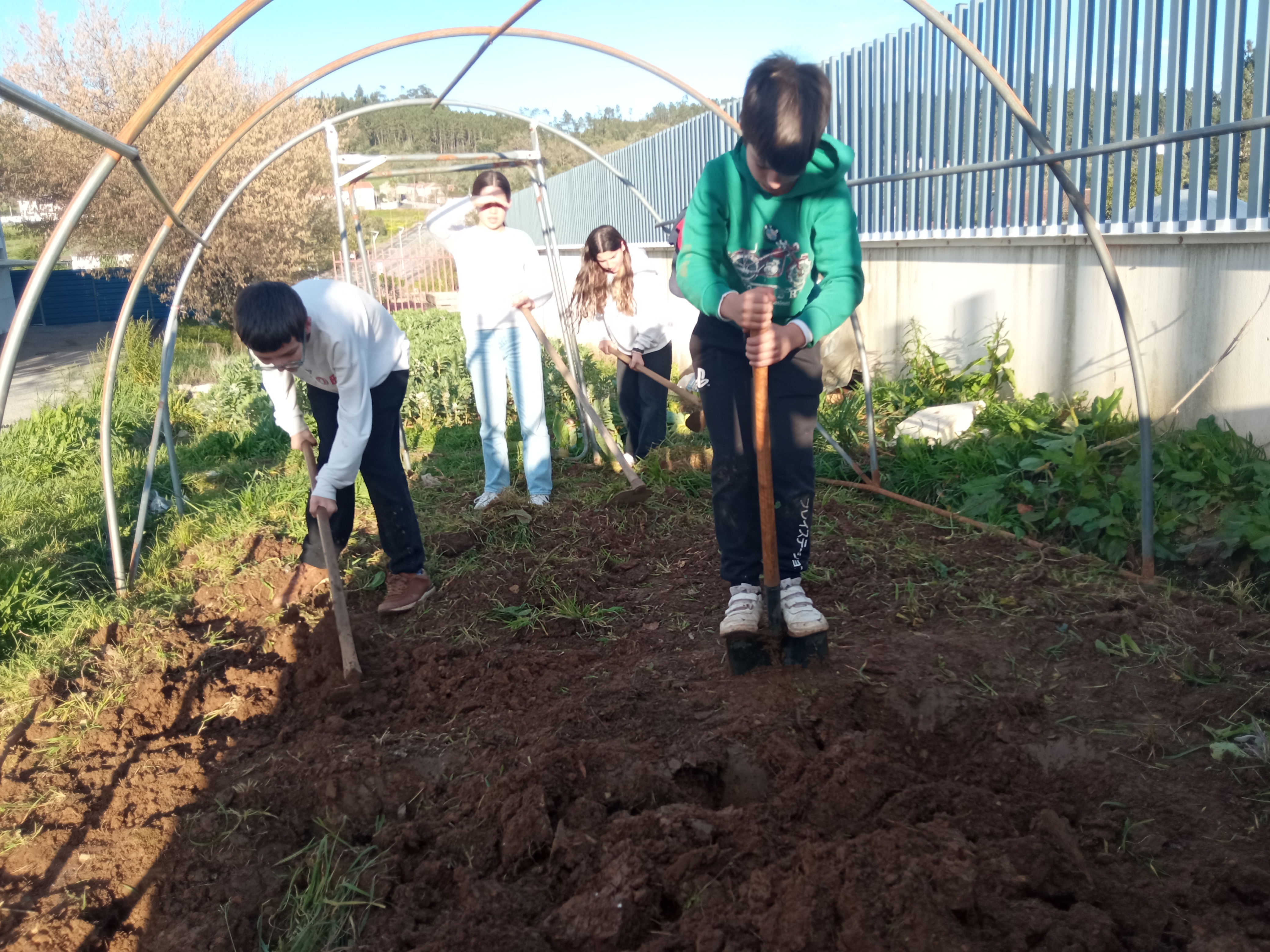 Cava e raspagem da estufa.