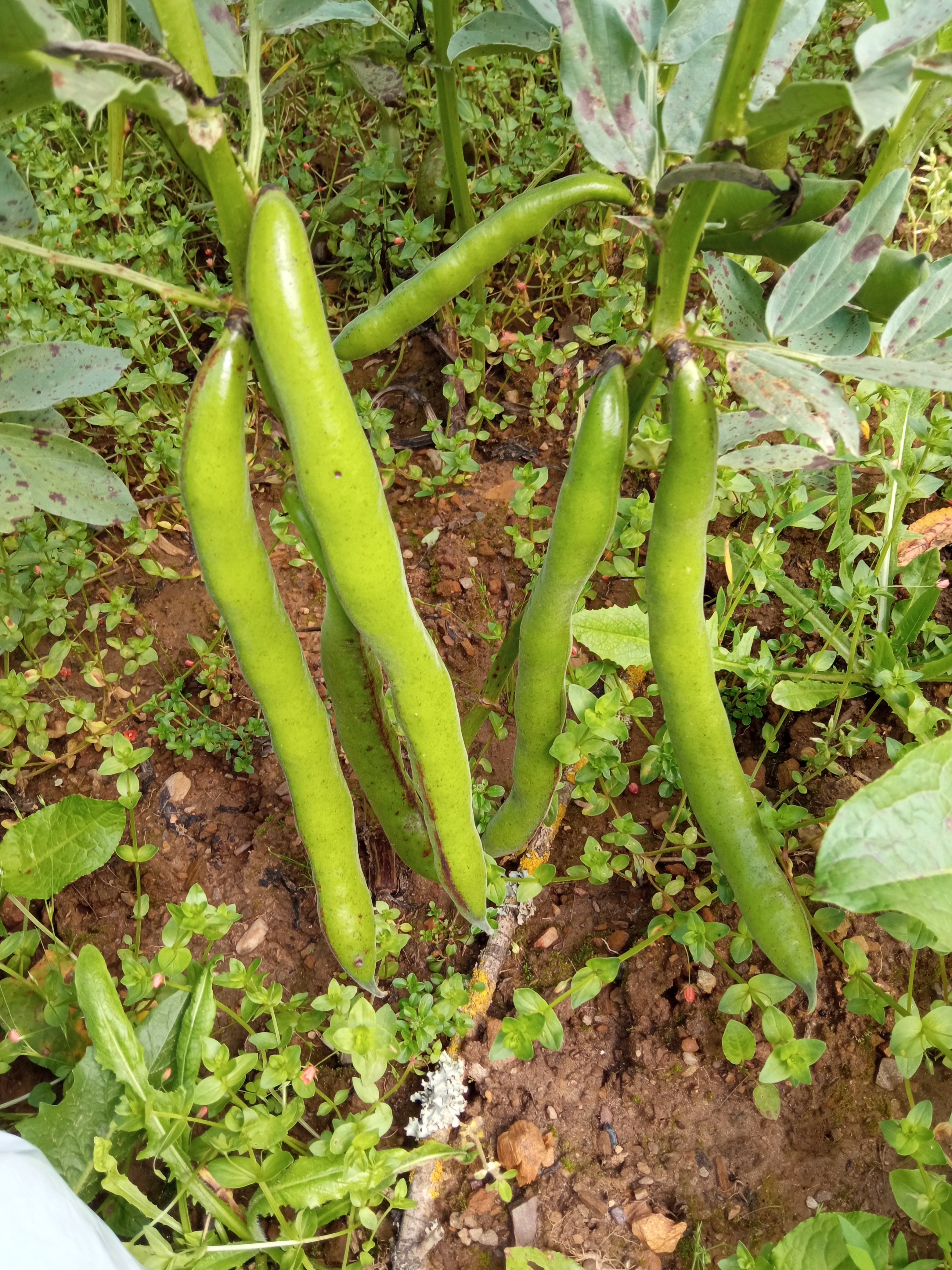 Favas antes da colheita