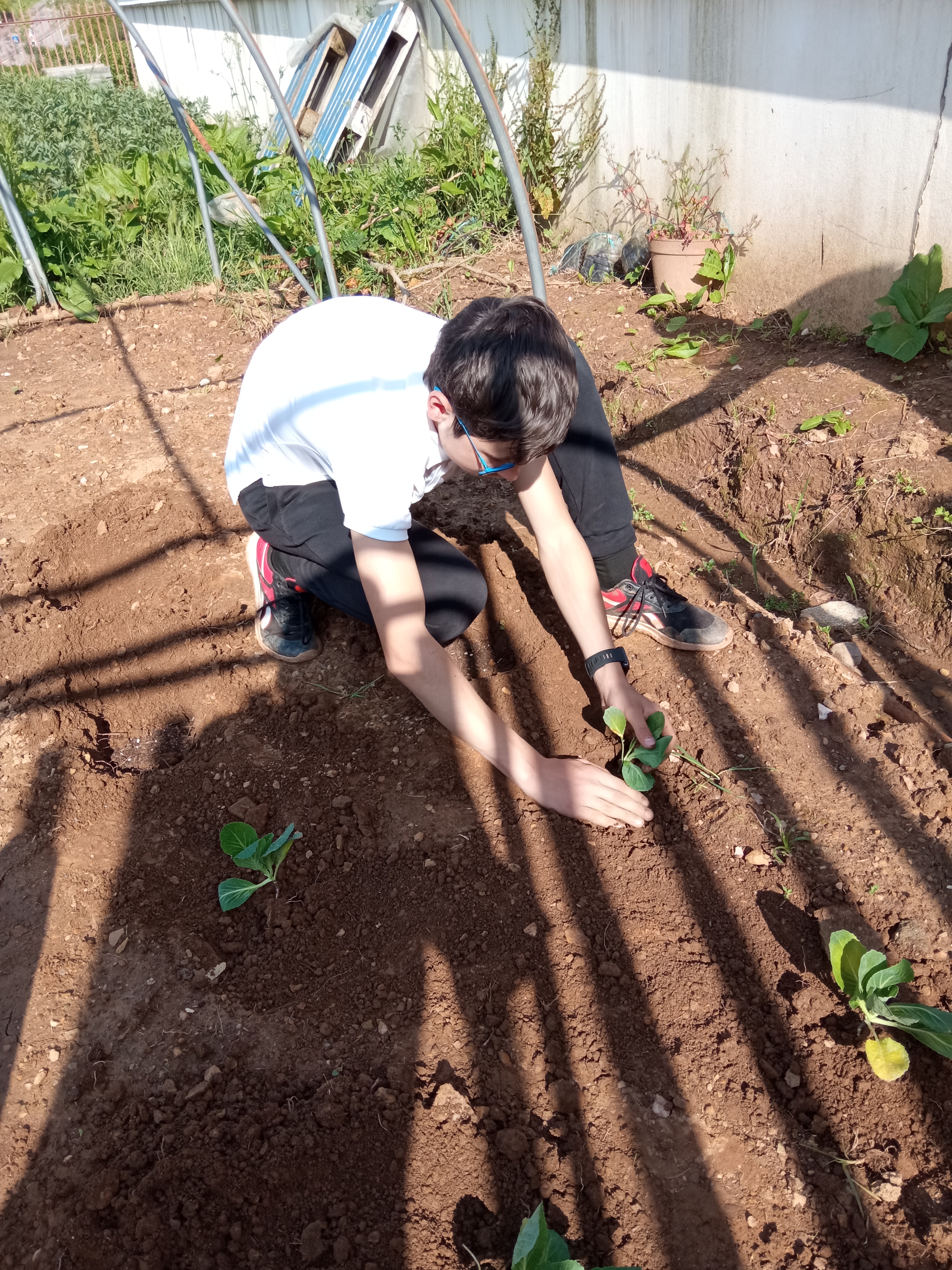 Plantação de couves