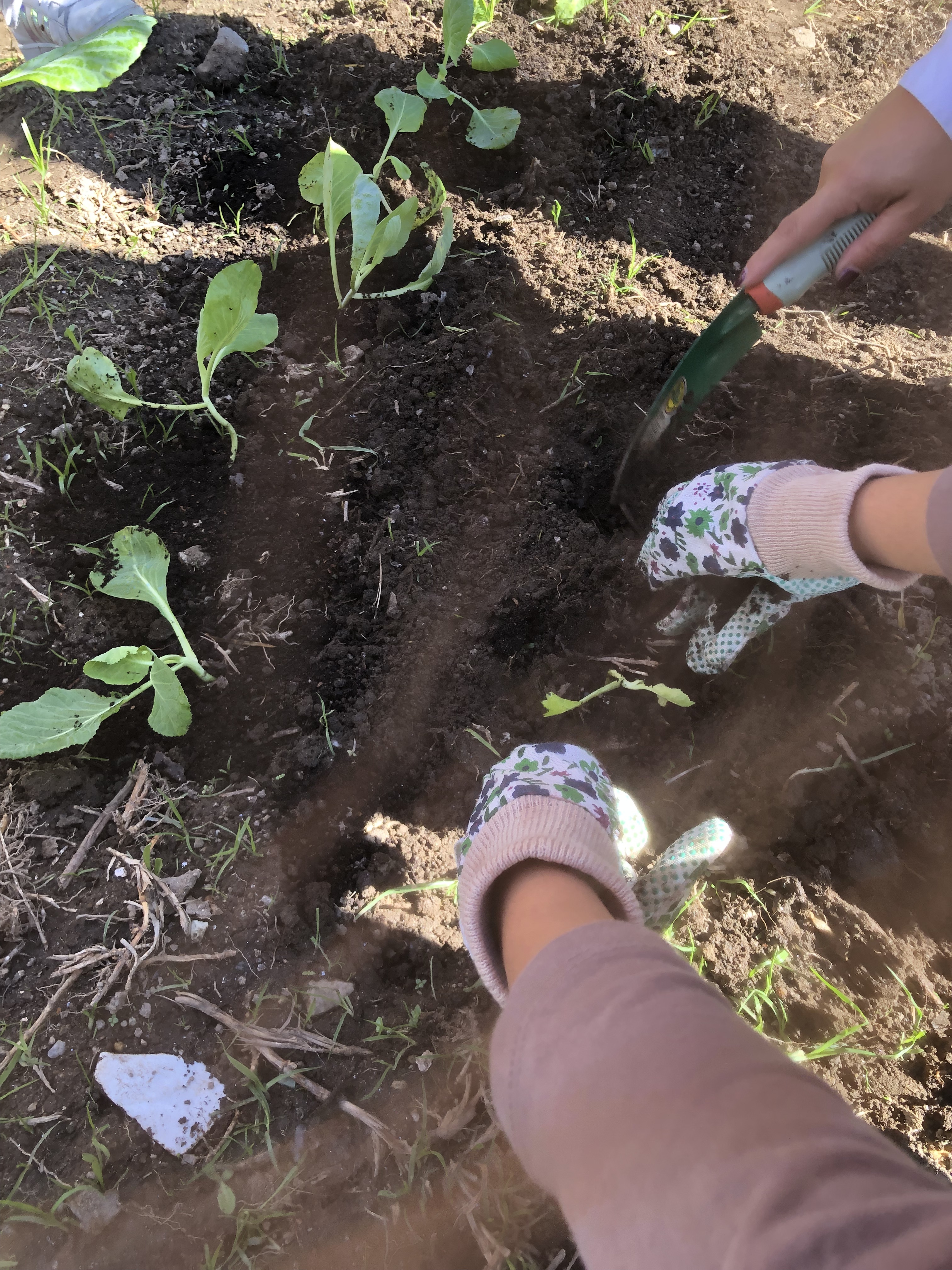 Plantação das pencas para o Natal.