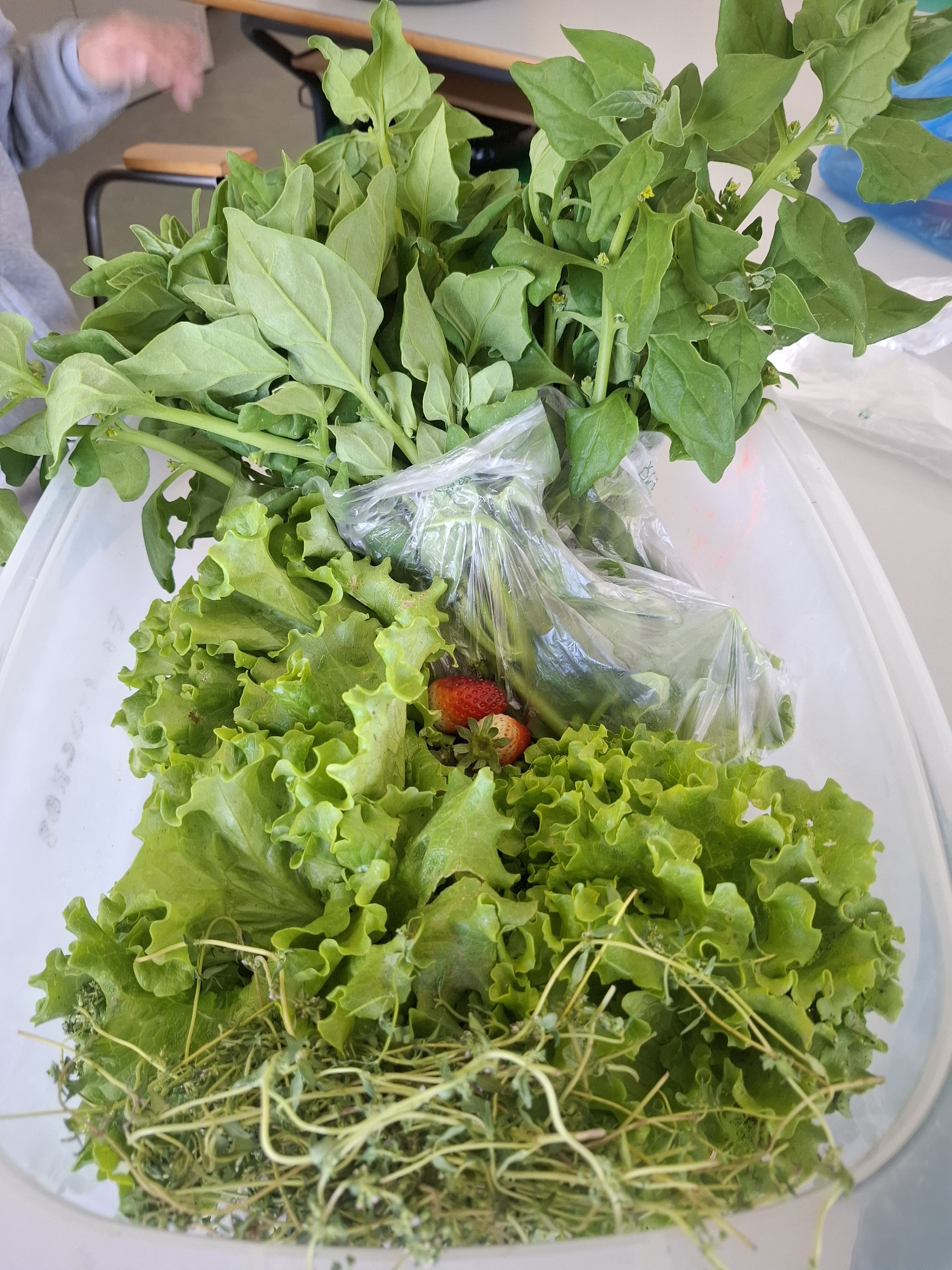 O grupo da SAE fez a colheita de alfaces, espinafres e tomilho para secar, levando estes alimentos para casa, de acordo com as suas preferências.