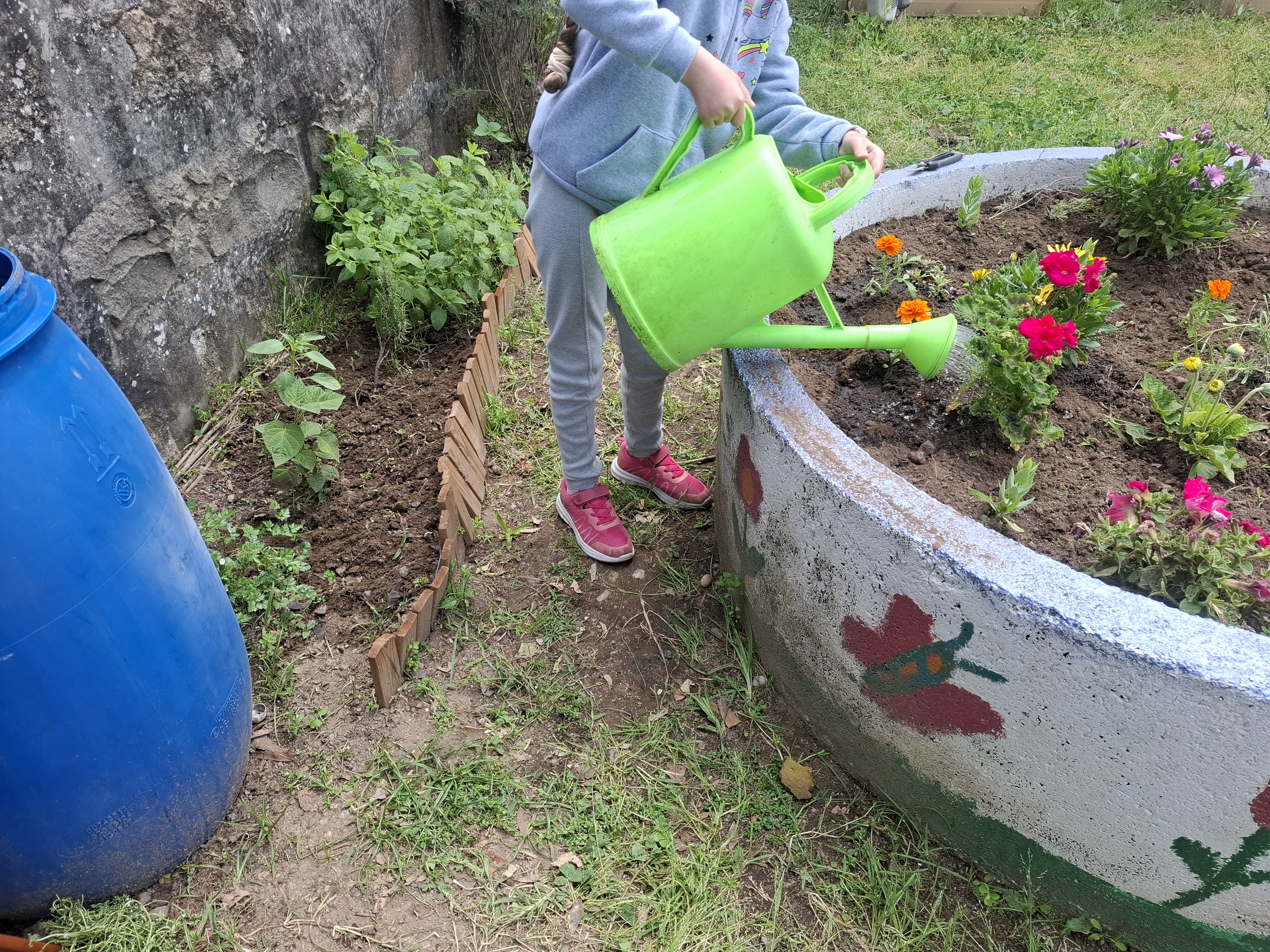 Foi colocado um bidão para recolha da água da chuva, que tem sido aproveitada para regar os hortícolas, as aromáticas e o canteiro dos polinizadores.