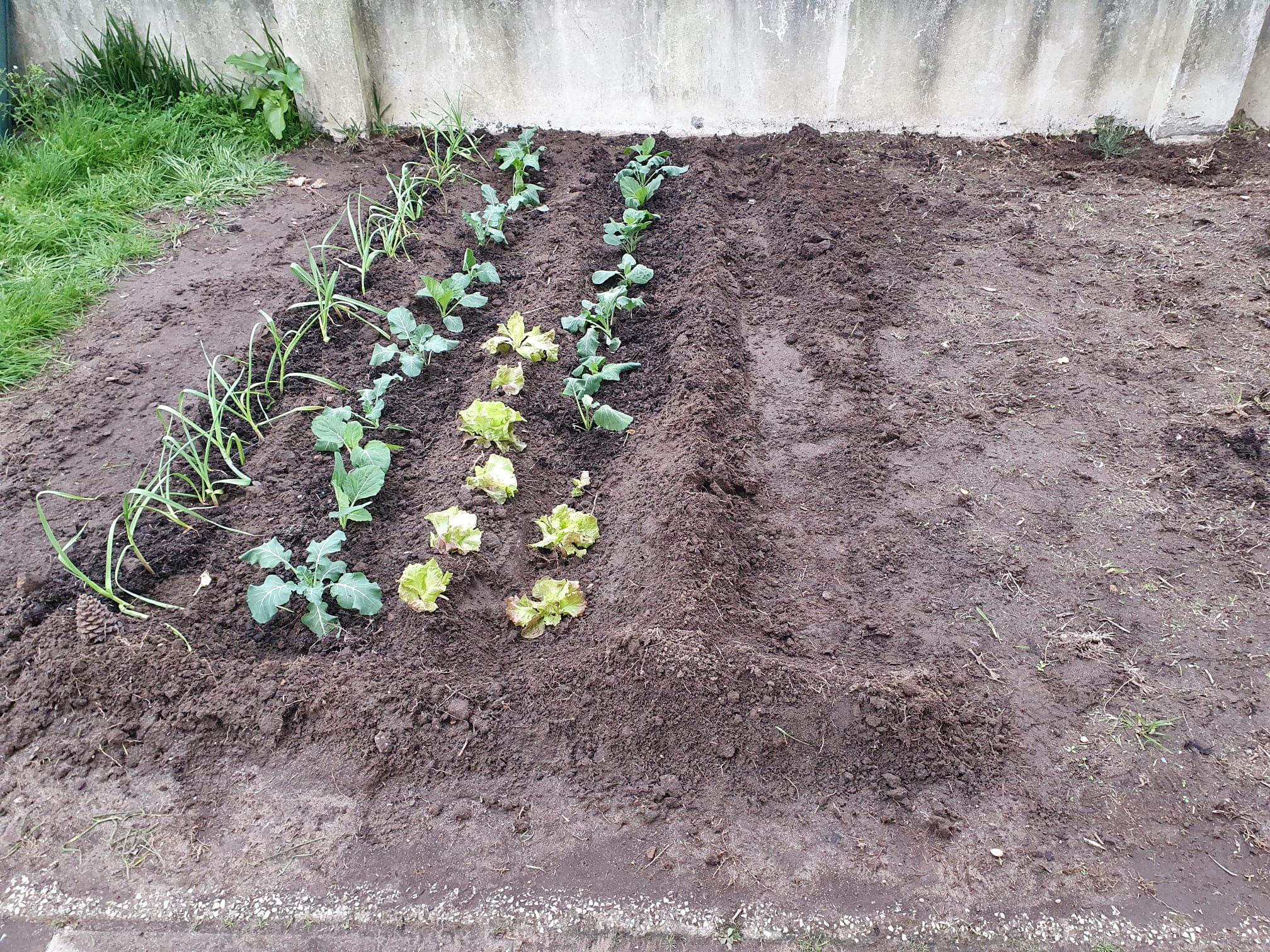 Transplante de alhos, couves e alfaces.