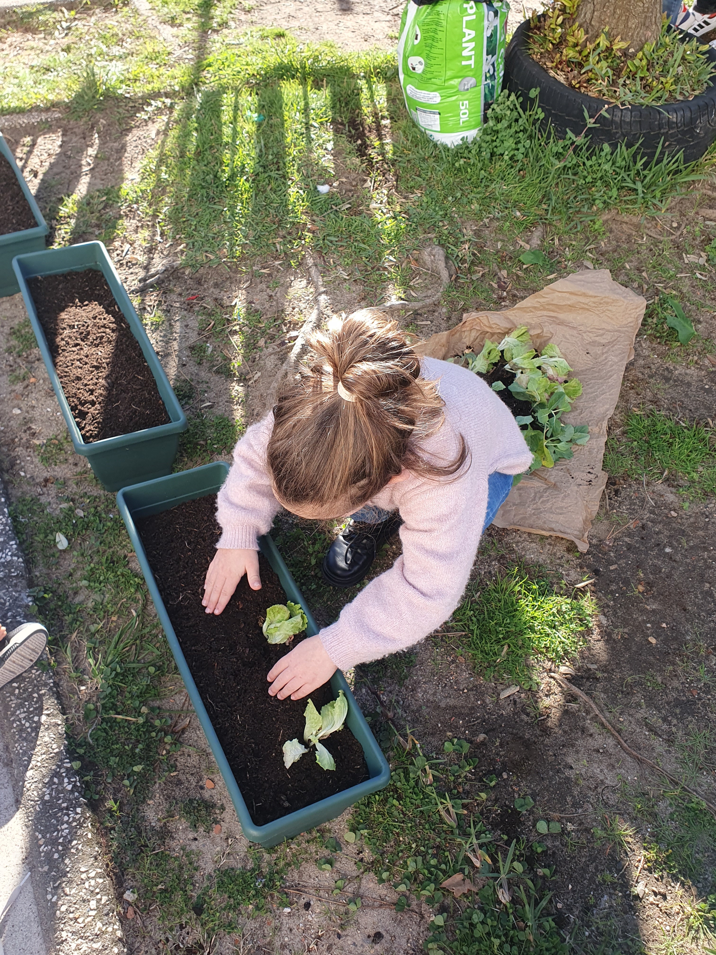 Transplante de alfaces