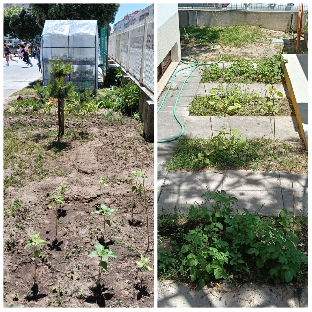 Horta e canteiros das batatas, abóboras e feijão.