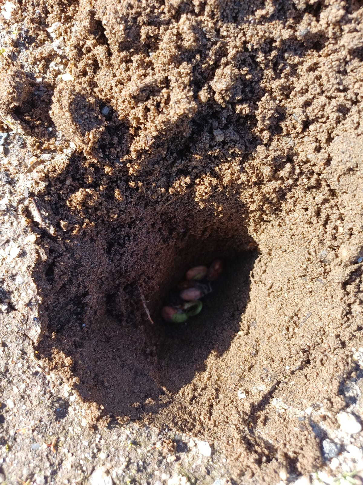 Título: Plantando Feijão: Uma Semente de Descobertas
Descrição: Nesta atividade, as crianças aprenderam a plantar feijão, acompanhando o crescimento da semente até a planta. É uma oportunidade divertida de entender o ciclo de vida das plantas, desenvolve
