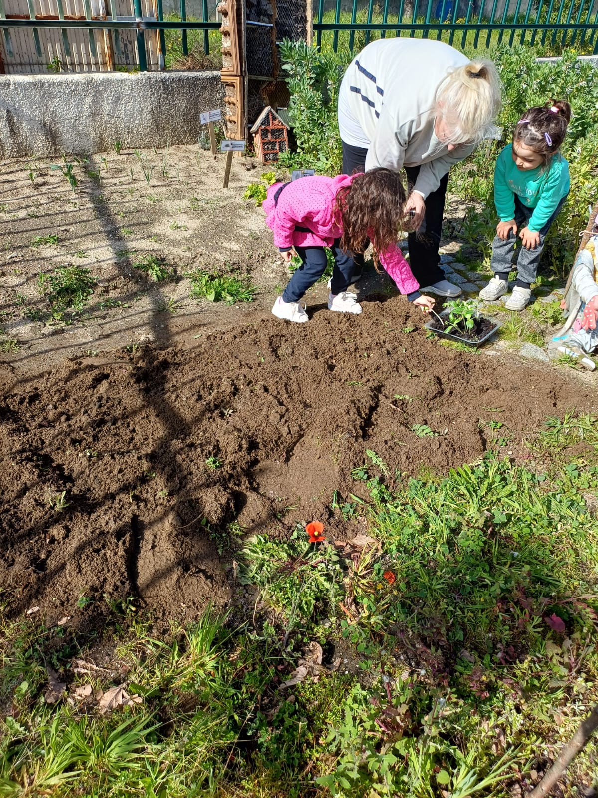 Transplantando Alface: Uma Aventura Verde na Sala de Aula
Descrição:
Nesta atividade, as crianças tiveram a oportunidade de aprender na prática como transplantar alface, explorando o ciclo de vida das plantas, desenvolvendo habilidades.