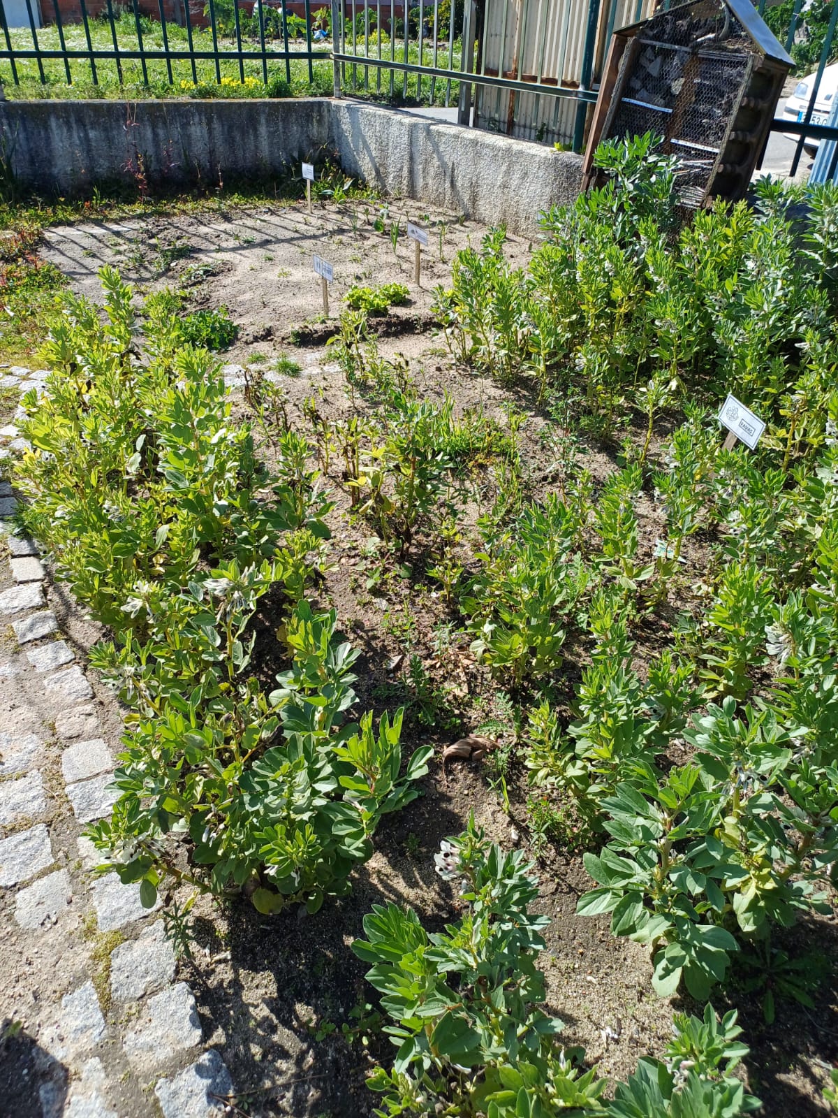 Título: Minha Horta Encantada: Aprendendo a Cultivar com Amor
Descrição: Nessa atividade, as crianças aprenderam a montar, cuidar e acompanhar o crescimento de uma horta, descobrindo diferentes plantas e a importância de uma alimentação saudável. Foi uma