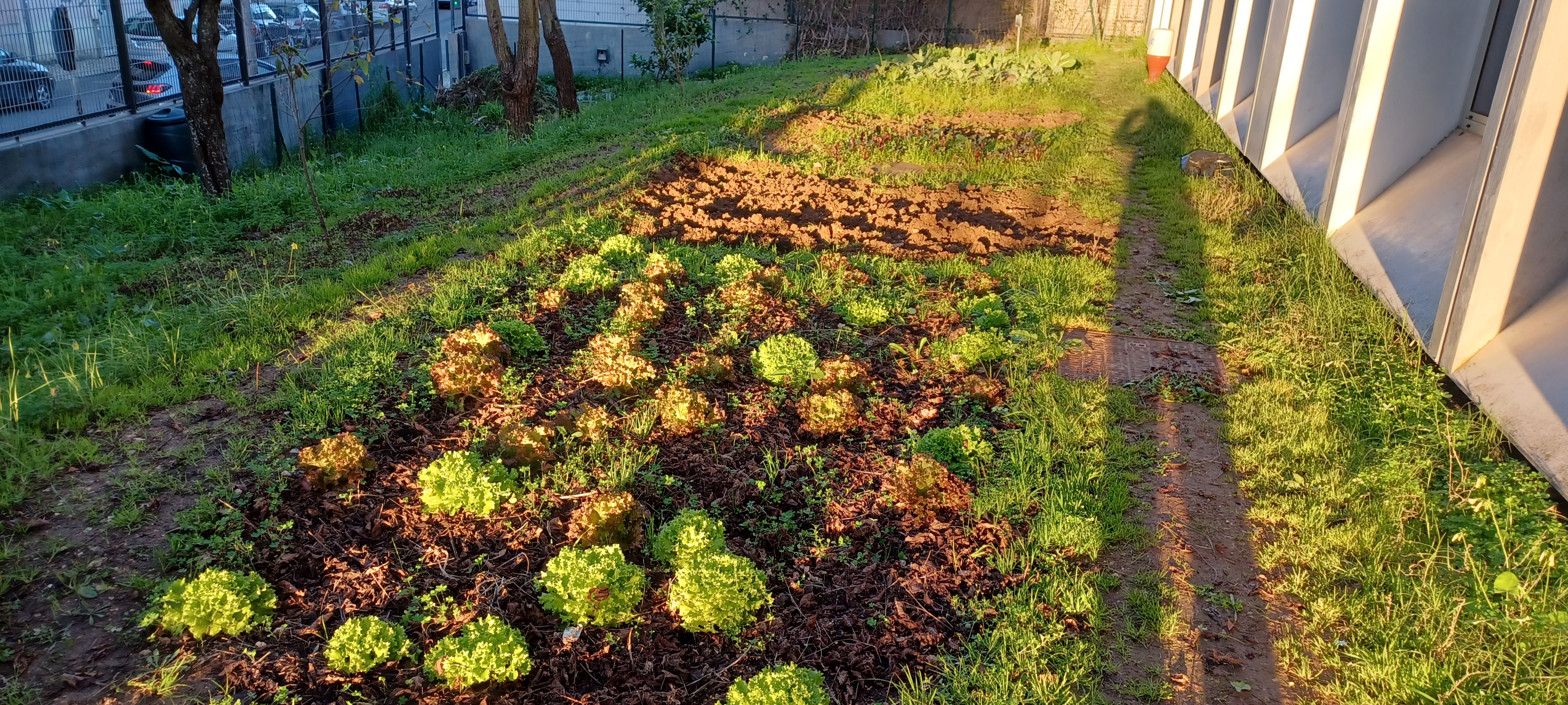 Aspecto da horta em 14 de janeiro