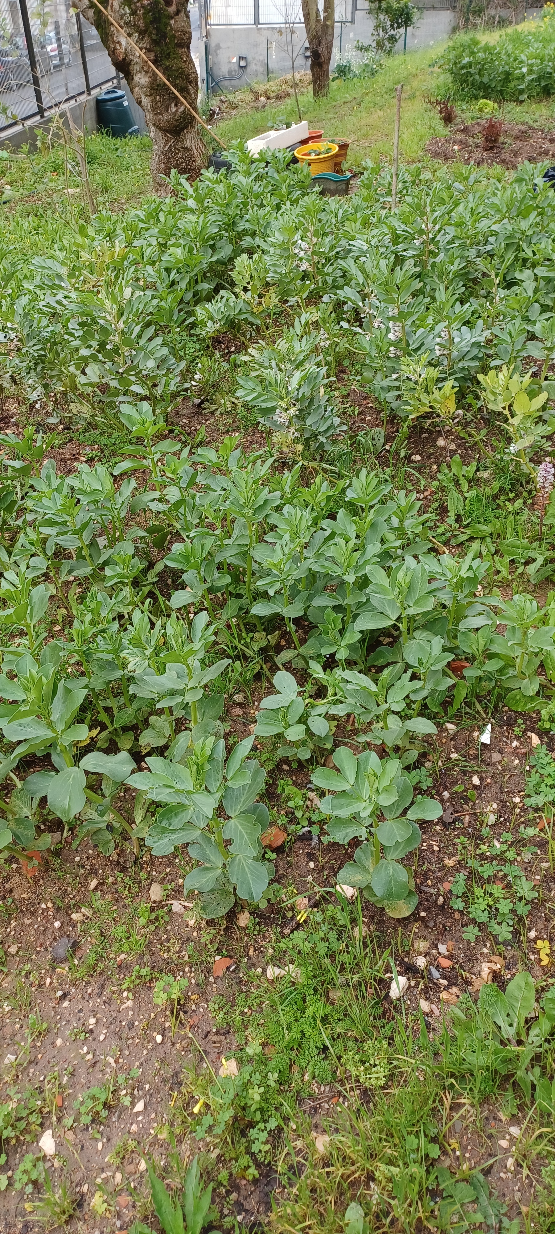favas