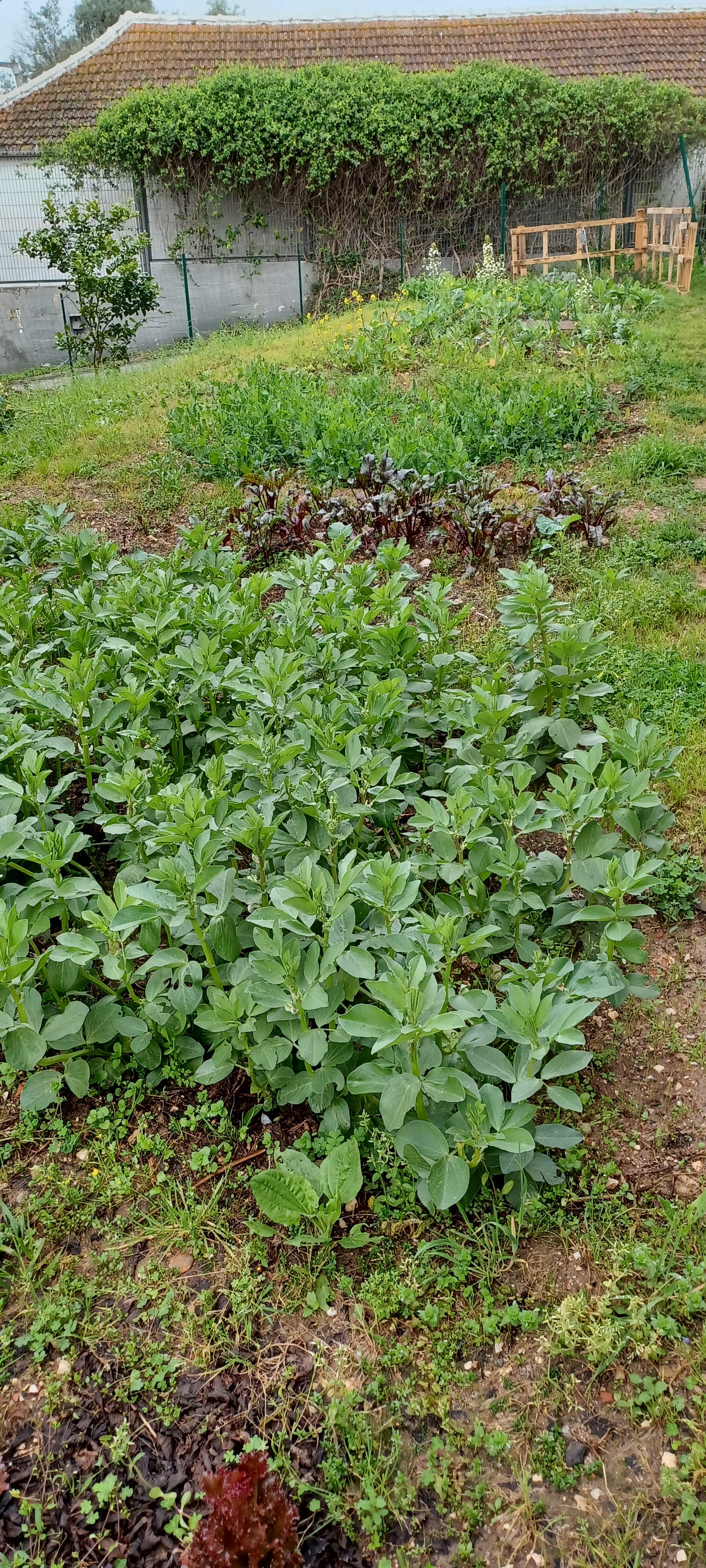 Beterrabas, favas e ervilha torta