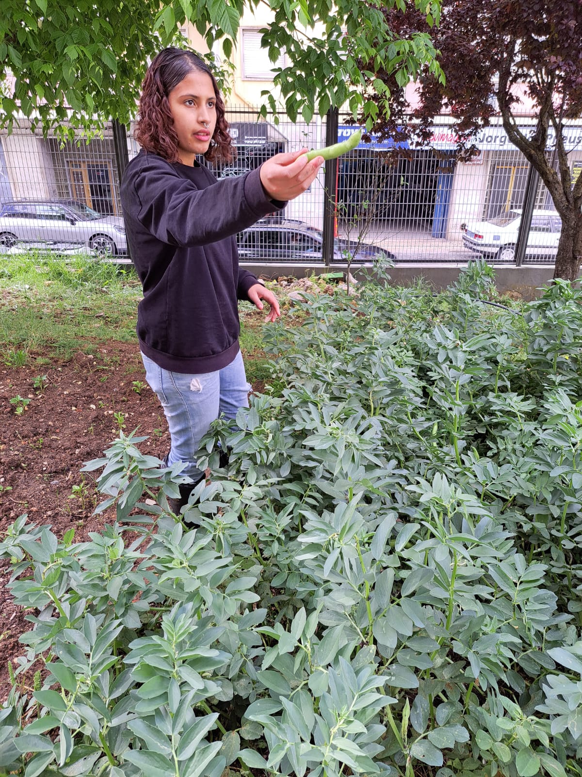 Colheita das favas