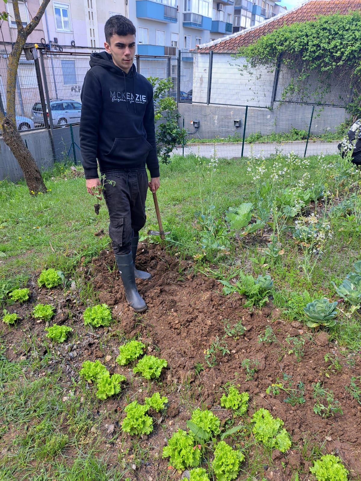 Nova plantação de alfaces